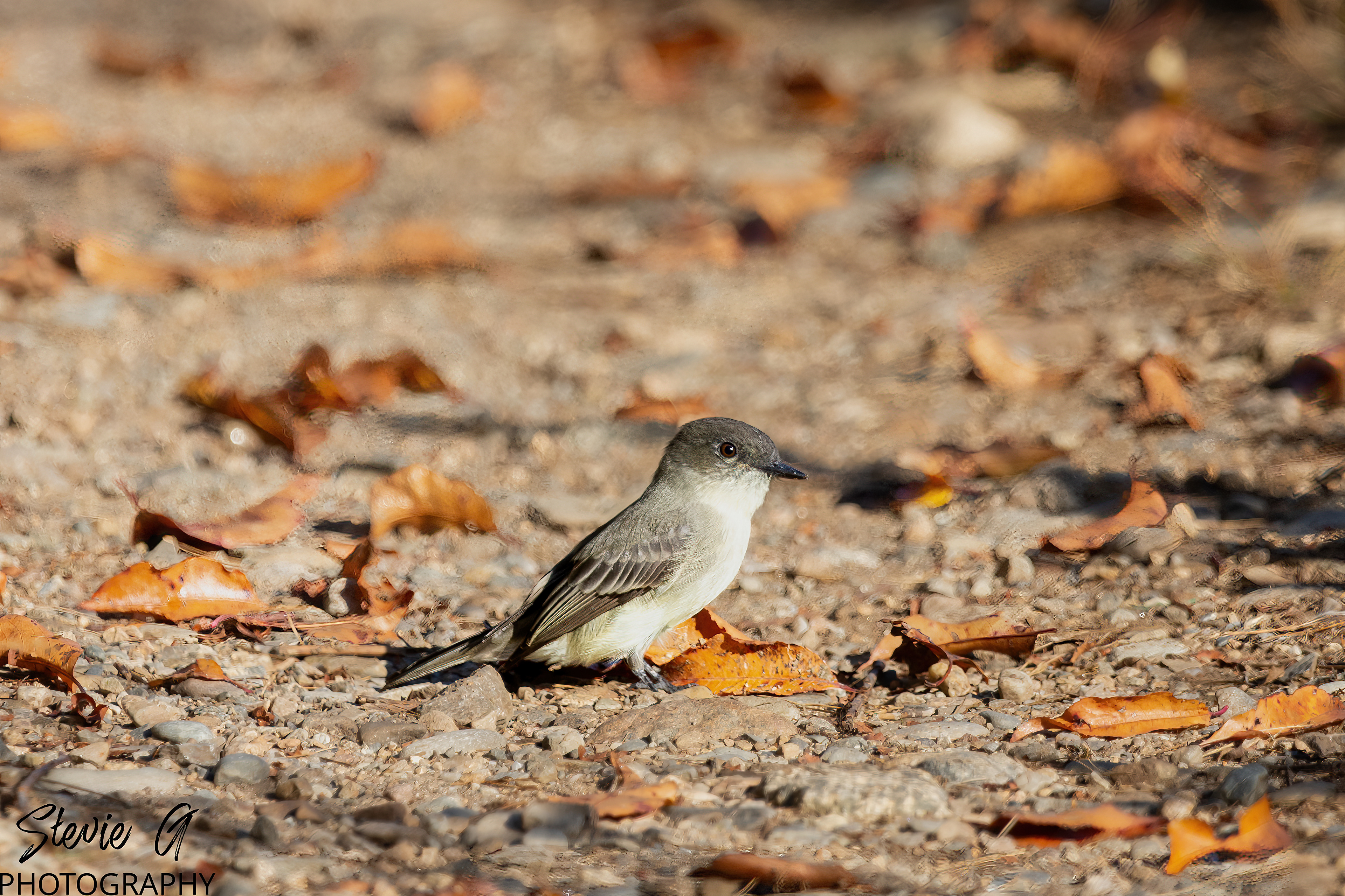 Gray Kingbird