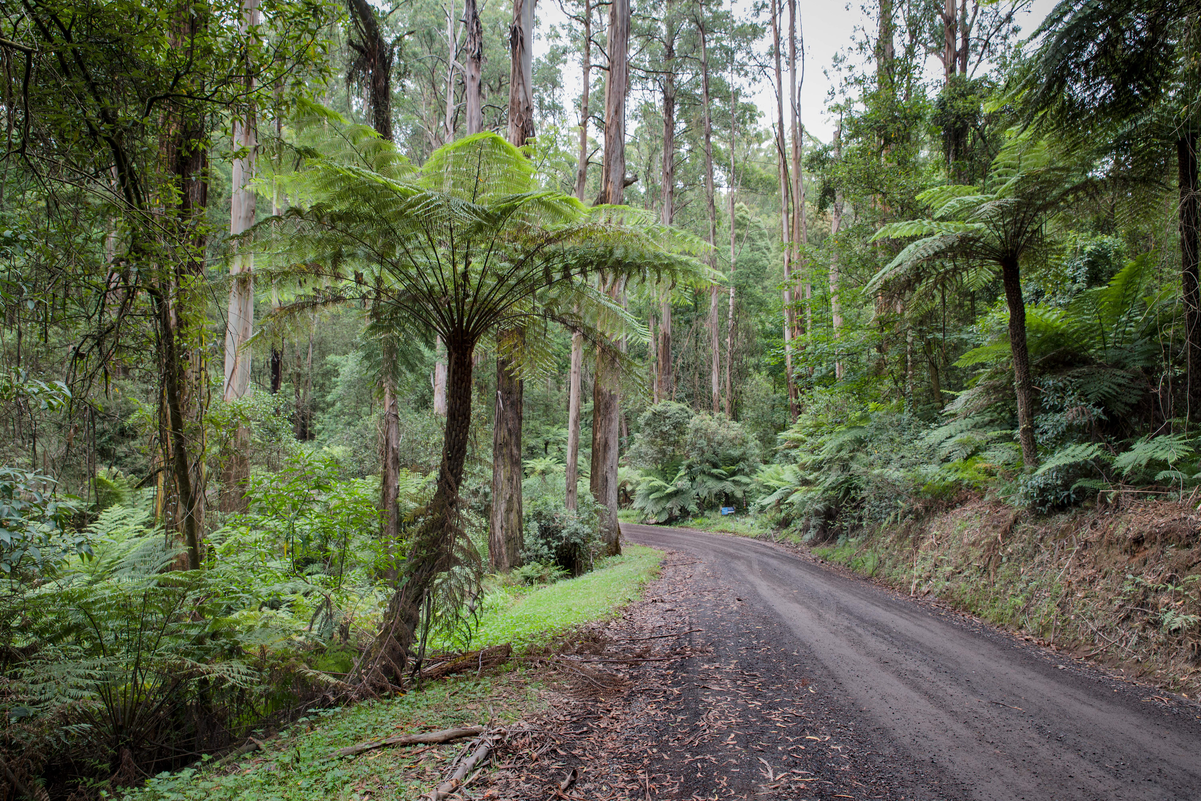 Deeper into the Forest