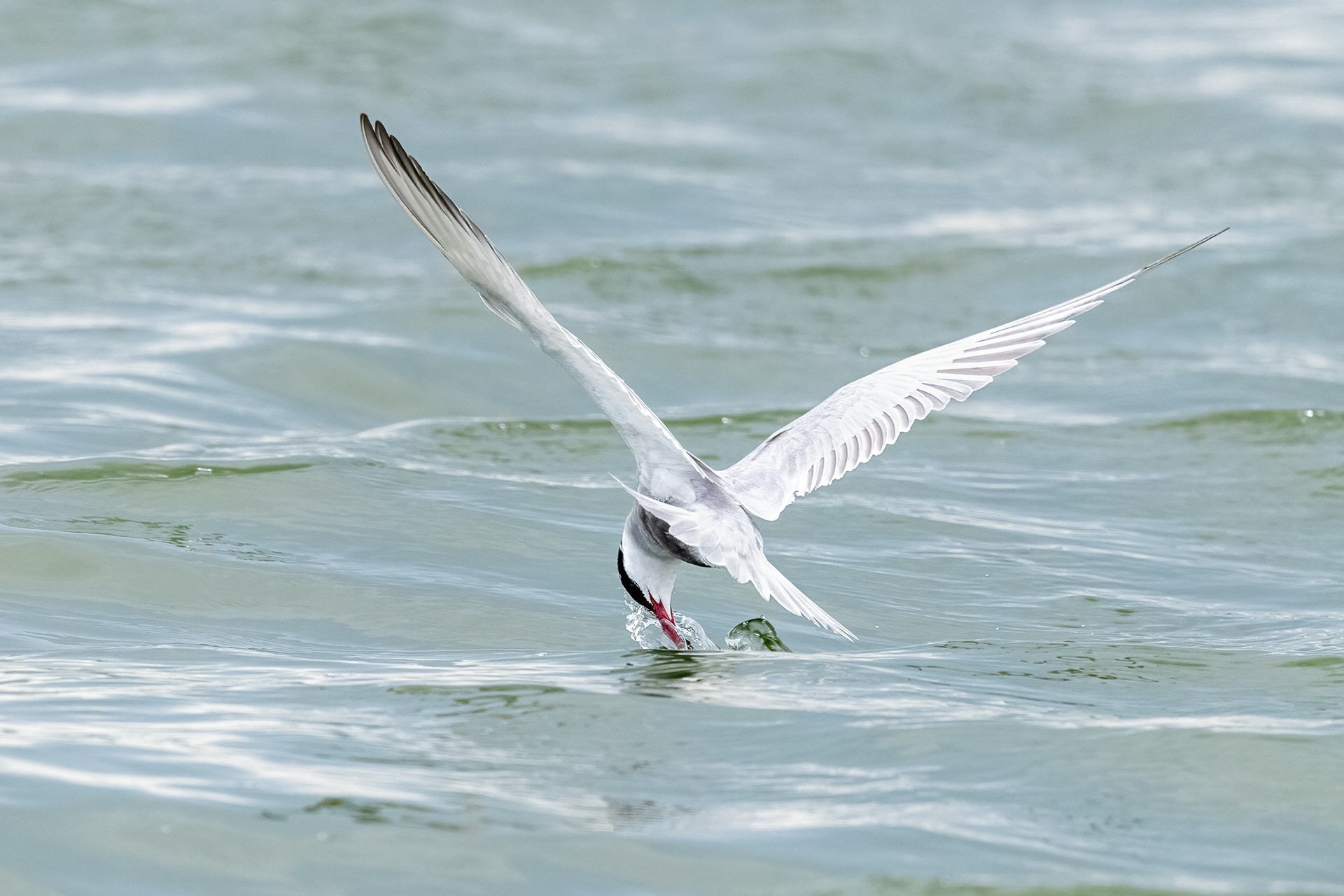 Whiskered Tern Feeding