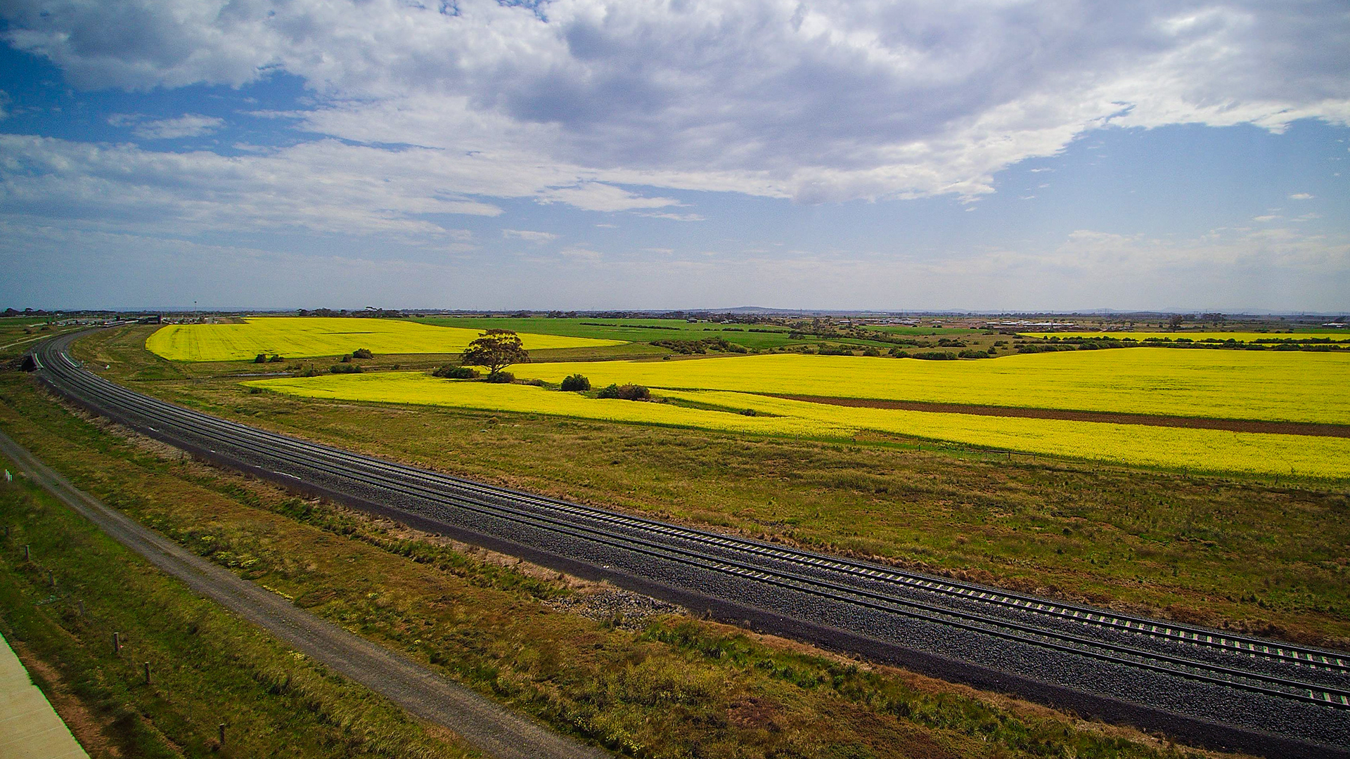 Canola Fields - Tarneit