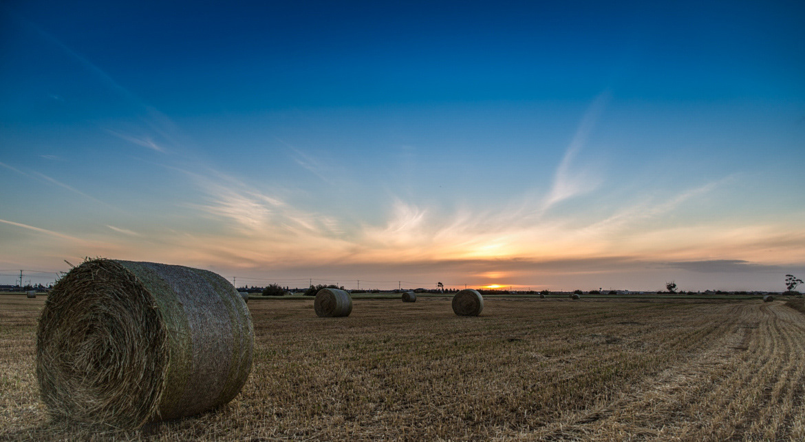 The Last Harvest - Tarneit