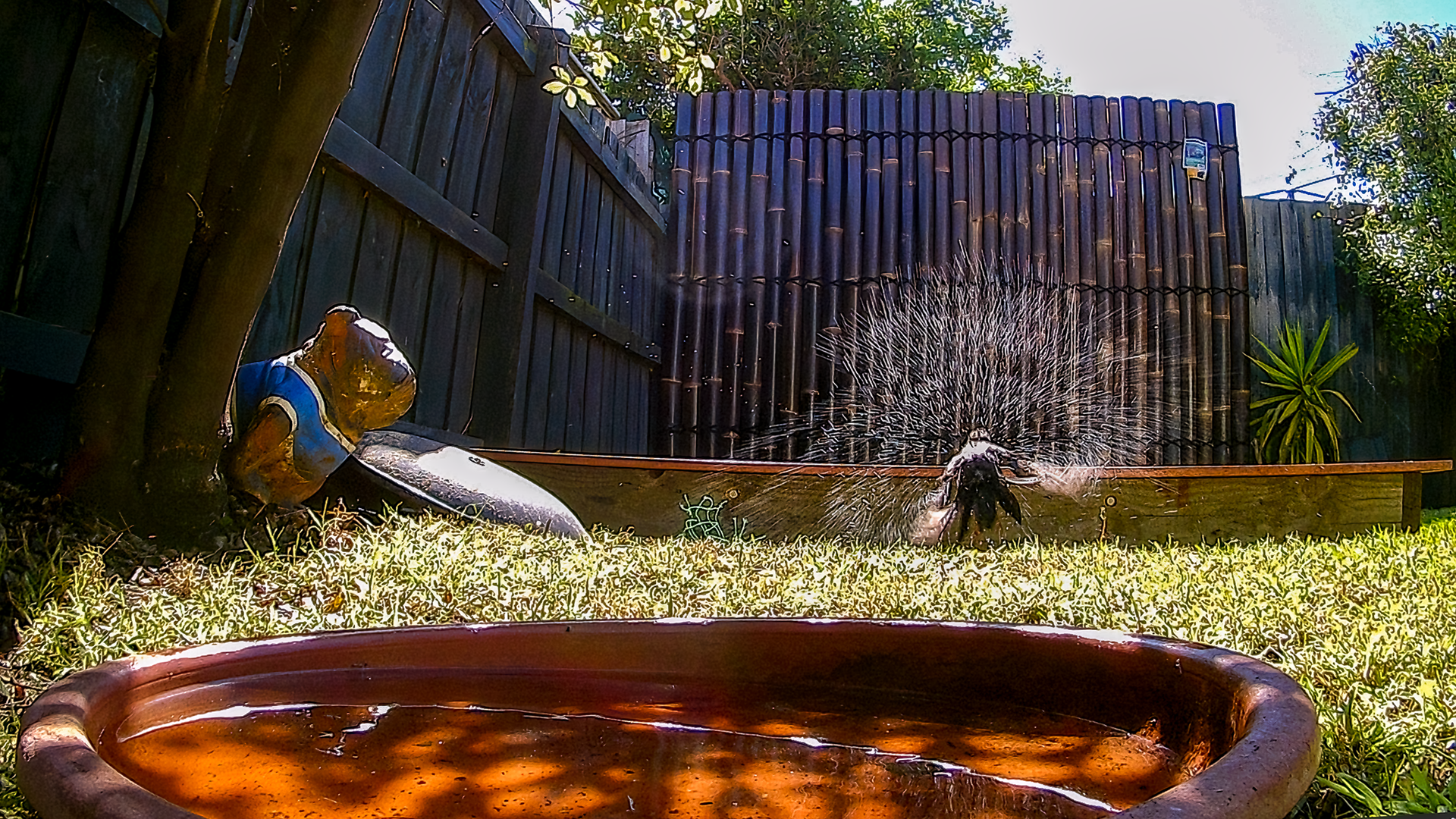 Black Bird after bath