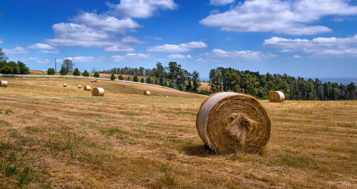 Bales - King Lake West