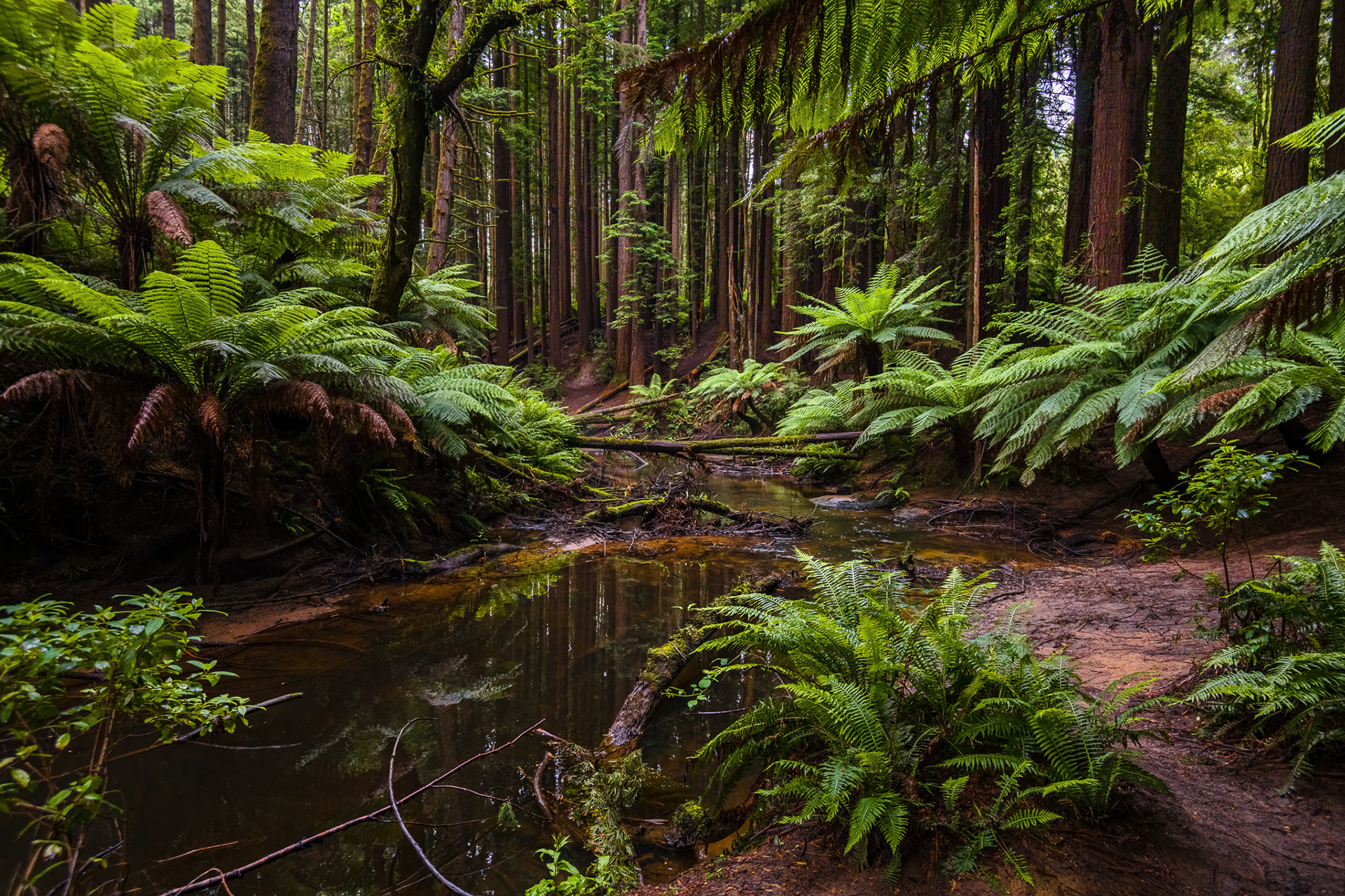 Beech Forest - Californian Redwood Forest