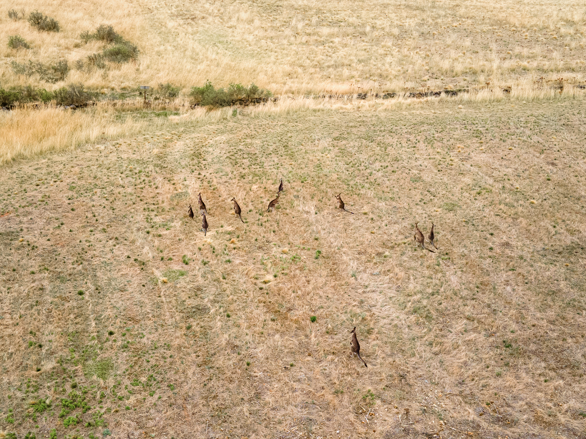 A Mob of Roos - Truganina