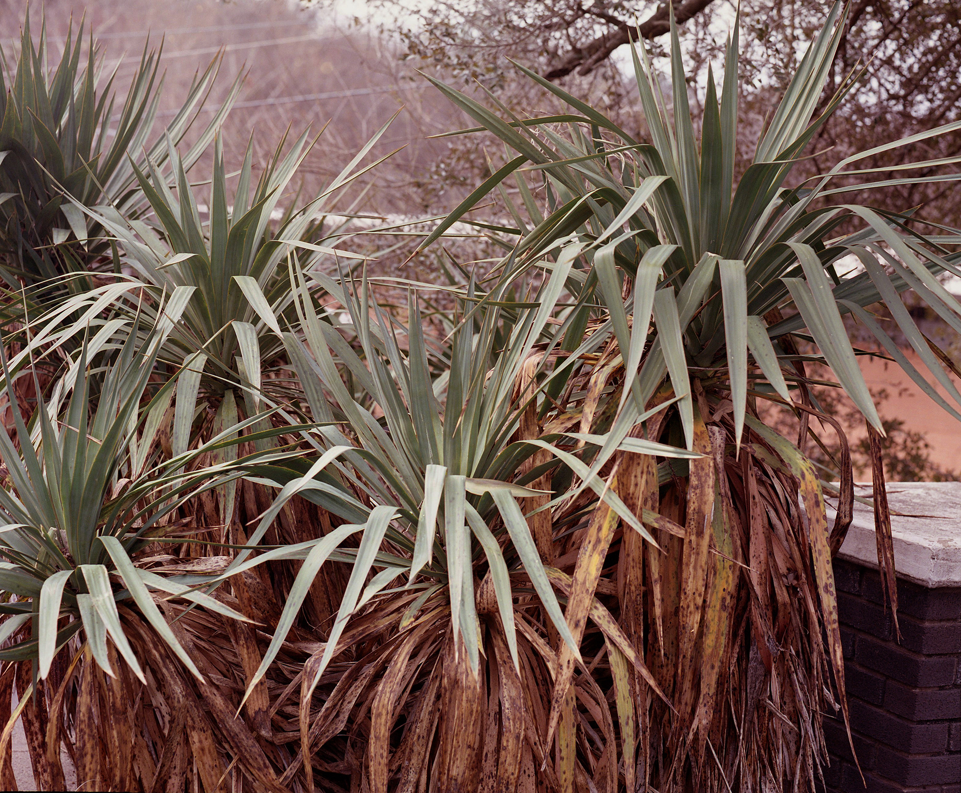 yucca