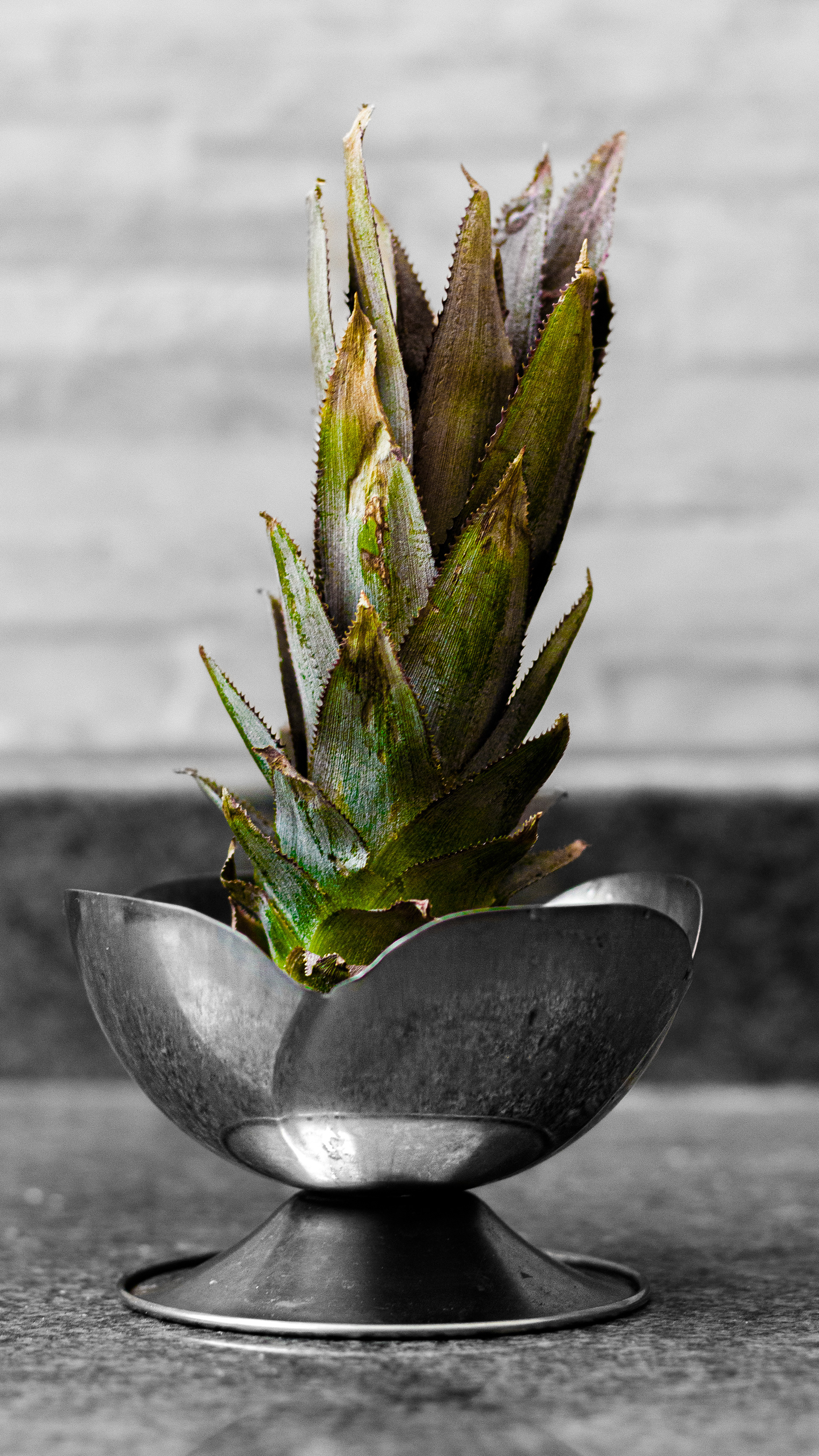 coroa de abacaxi