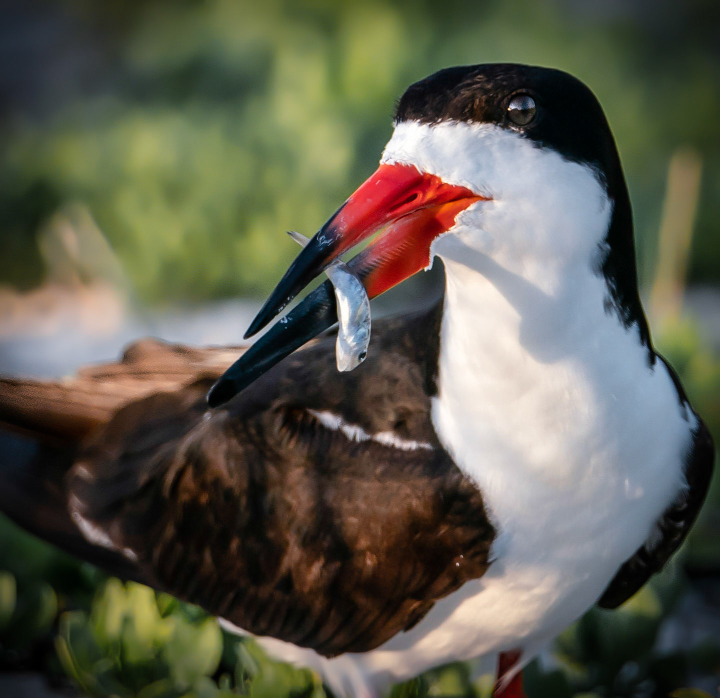 This Black Skimmer was getting ready to enjoy an evening meal. The Skimmer is one of many that are nesting near Navarre Beach Florida along the causeway.
