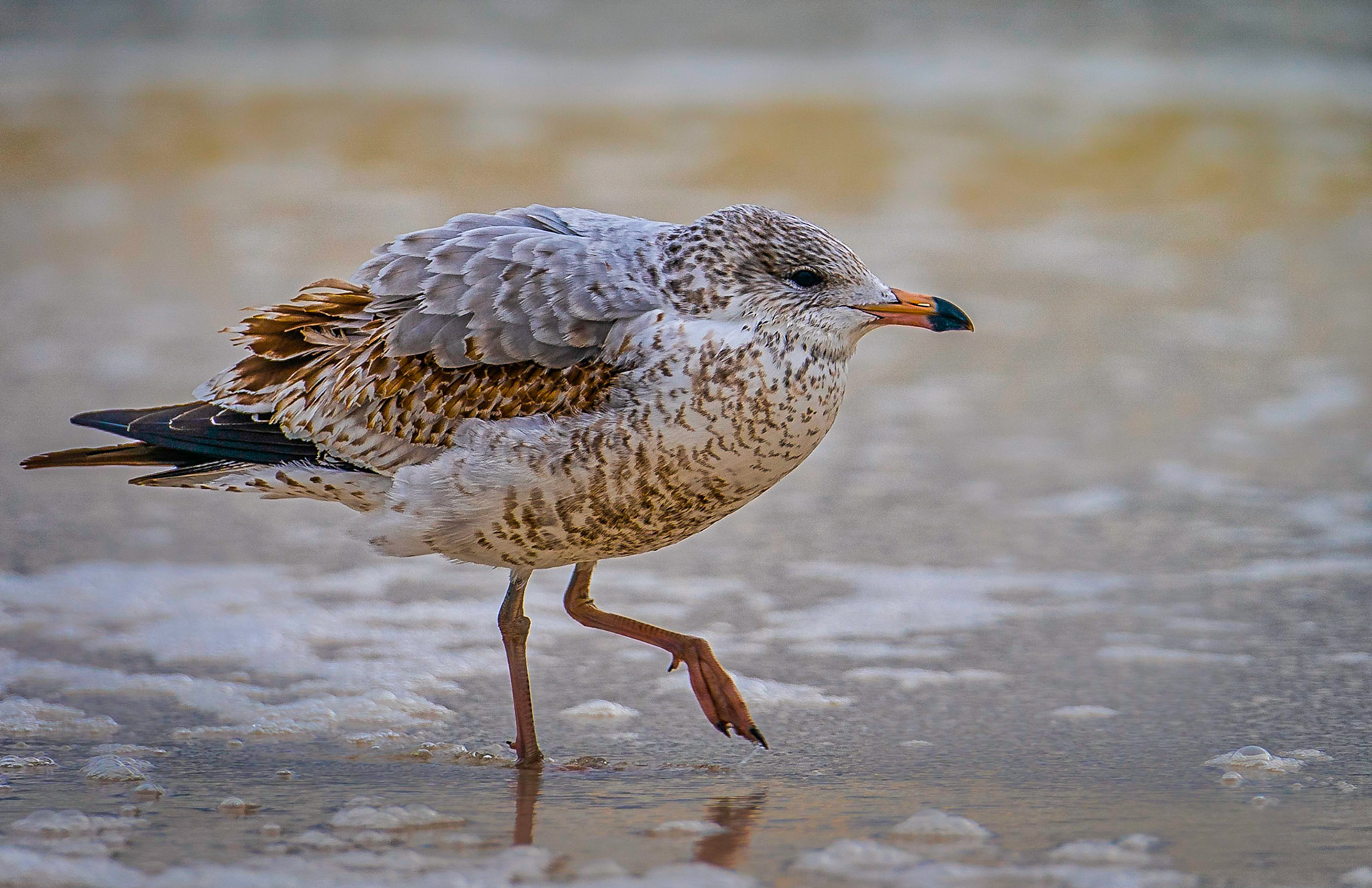 This Shorebird was just out for an afternoon walk along Pensacola Beach, Florida looking for a snack.