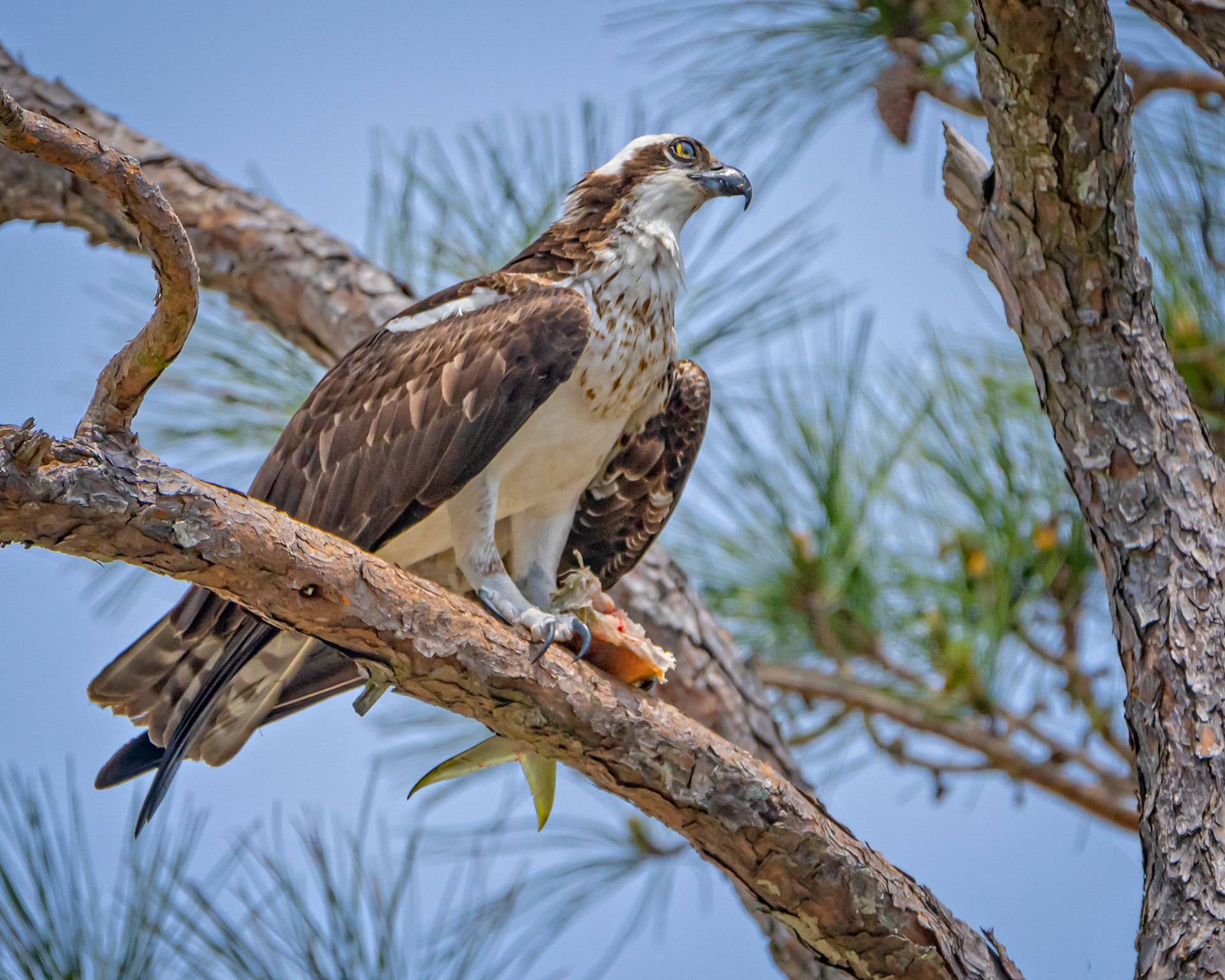 Osprey was perching high up in a pine tree finishing up a morning meal on the grounds of Fort Pickens on the West end of Pensacola Beach Florida.