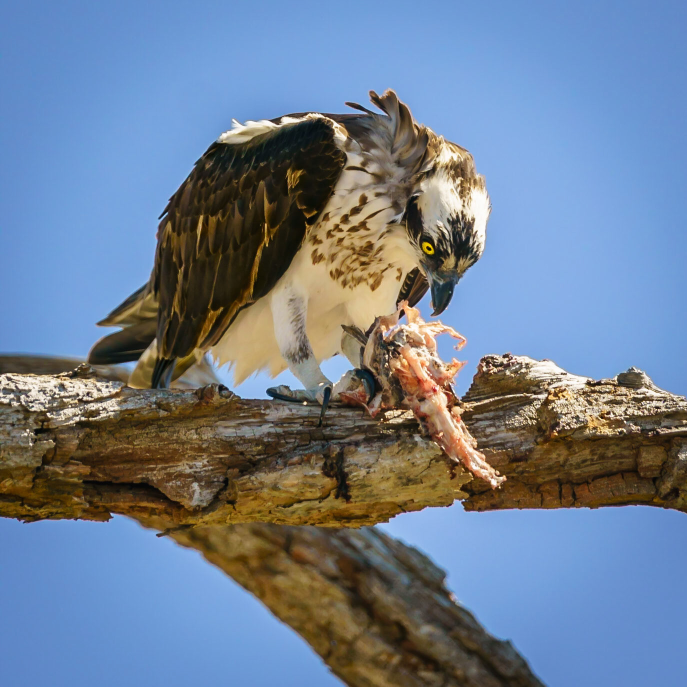 This Osprey was enjoying a morning meal of fresh fish on the grounds of Fort Pickens located on the West end of Pensacola Beach, Florida.