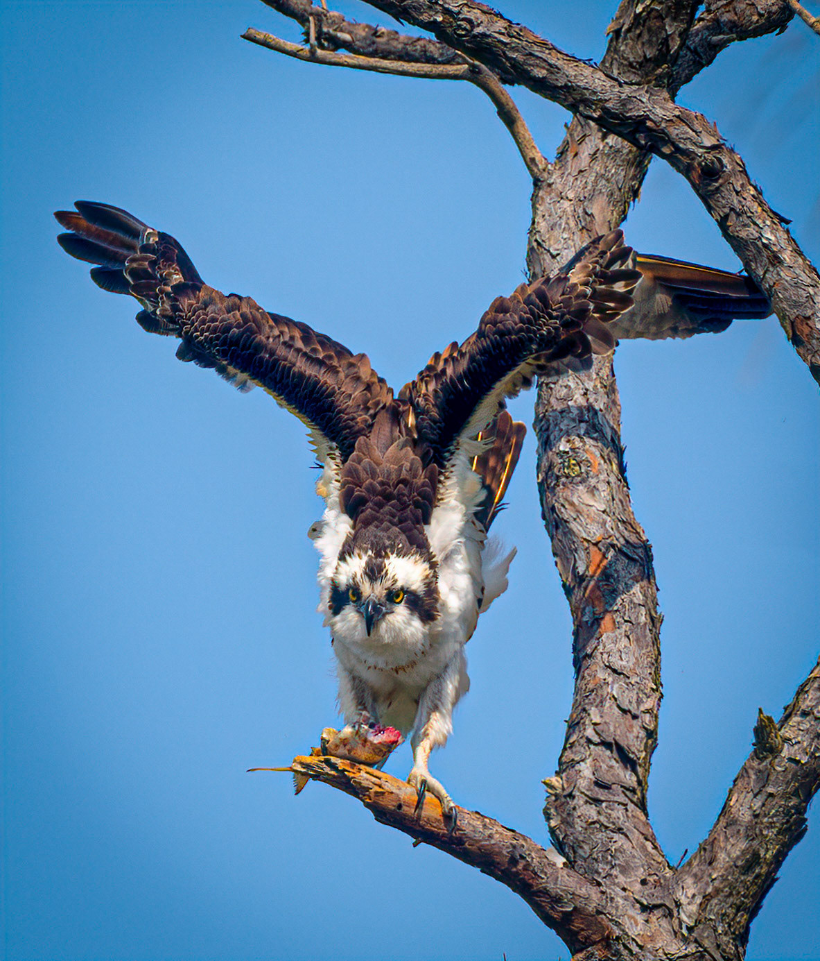 This Osprey seem to be staring me down as I photographed it enjoying a meal on the grounds of Fort Pickens on the West end of Santa Rosa Island in Florida.