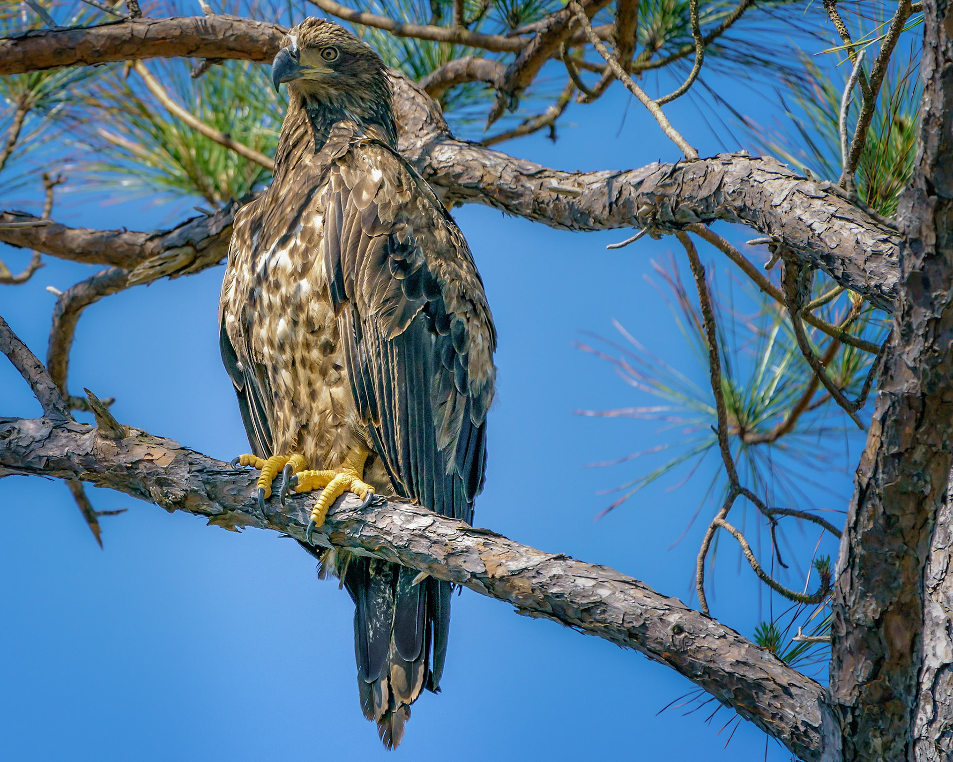 This Juvenile Bald Eagle was perching up in one of the pine trees on the West end of Pensacola Beach Florida near Fort Pickens.  Be safe!