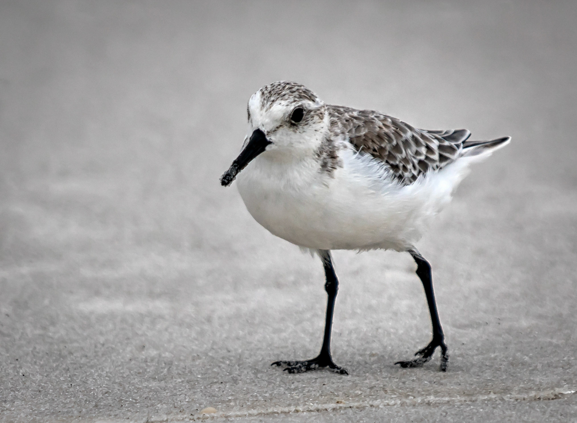 This posing shorebird was hanging out at Pensacola Beach, Florida. It seem to be more then happy to pose for the camera.
