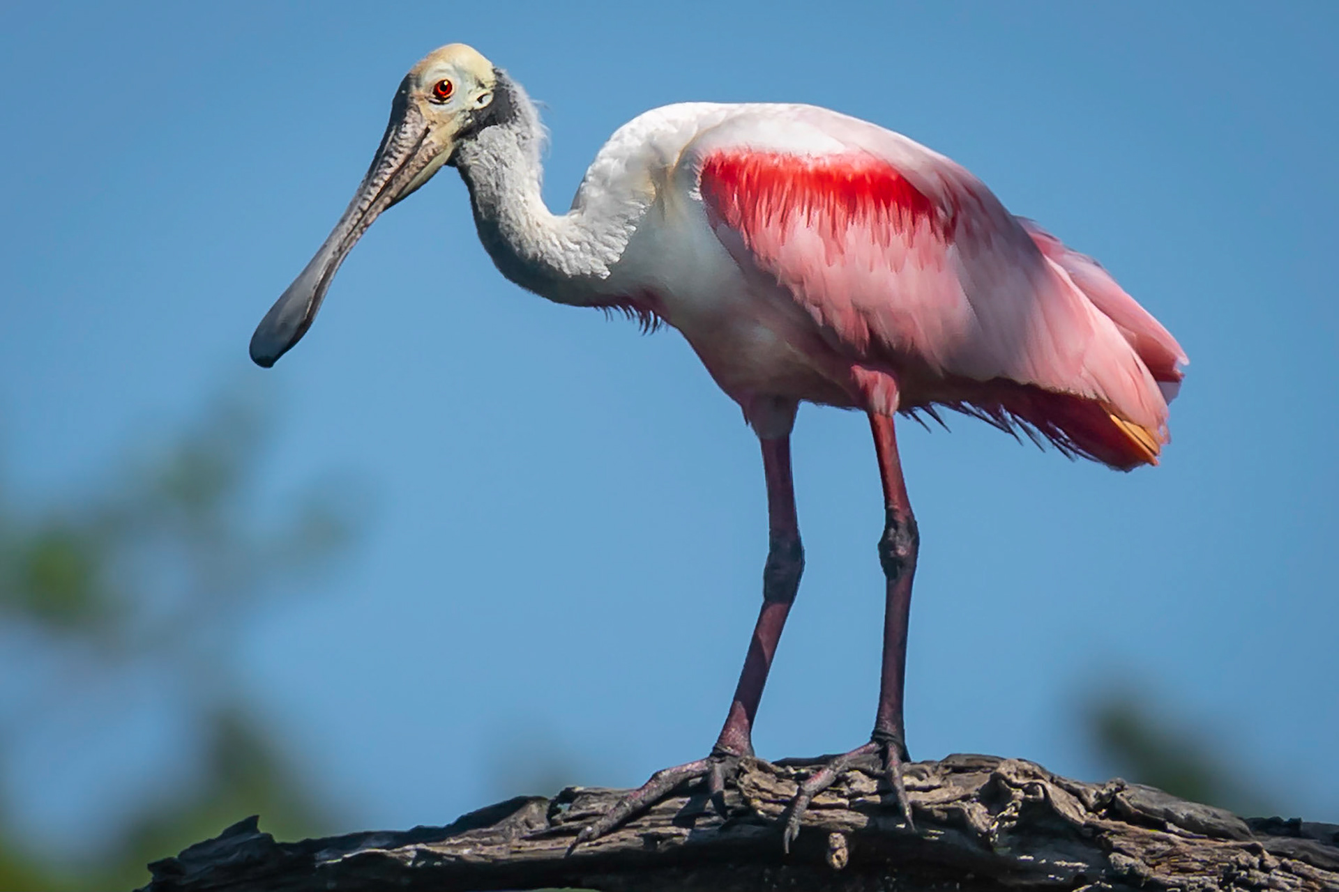 This Roseate Soonbill was perching on one of the tress located on the grounds of the Alligator Farm in St. Augustine Florida during a visiting Spting 2019. Here I used the Sony A9 with the Sony FE 70-200mm F2.8mm GM lens along with the 1.4 Teleconverter to capture this shot.