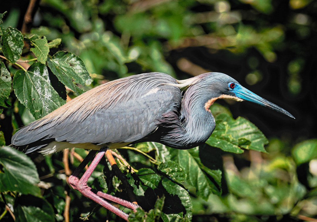 This Tricolor Heron was perching on a tree on the grounds of the St. Augustine Alligator Farm Zoological Park in Florida during a visit in the spring of 2019. To capture this shot I used the Sony A9 with the Sony FE 70-200mm F2.8 GM OSS + 1.4 teleconverter. Be Safe!