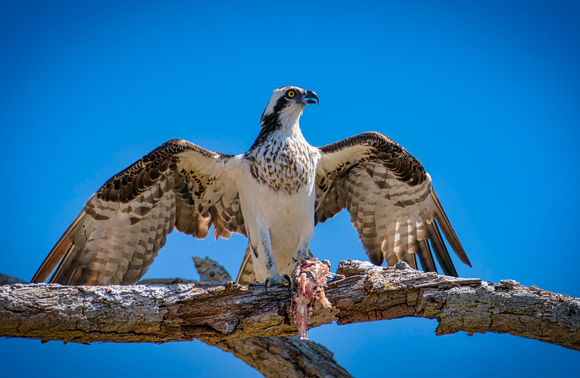 This Osprey was hanging out on the grounds of Fort Pickens located on the West end of Pensacola, Florida enjoying a meal of fresh fish.