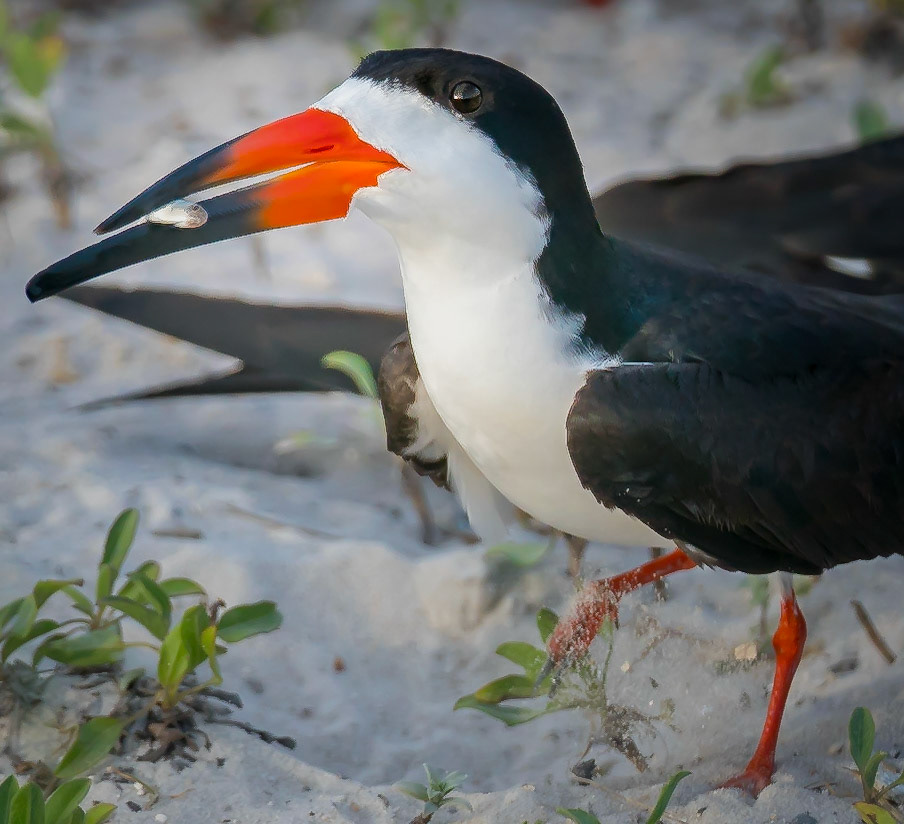 This Black Skimmer was getting ready to enjoy an evening meal along the causeway between Navarre and Navarre Beach Florida. .
