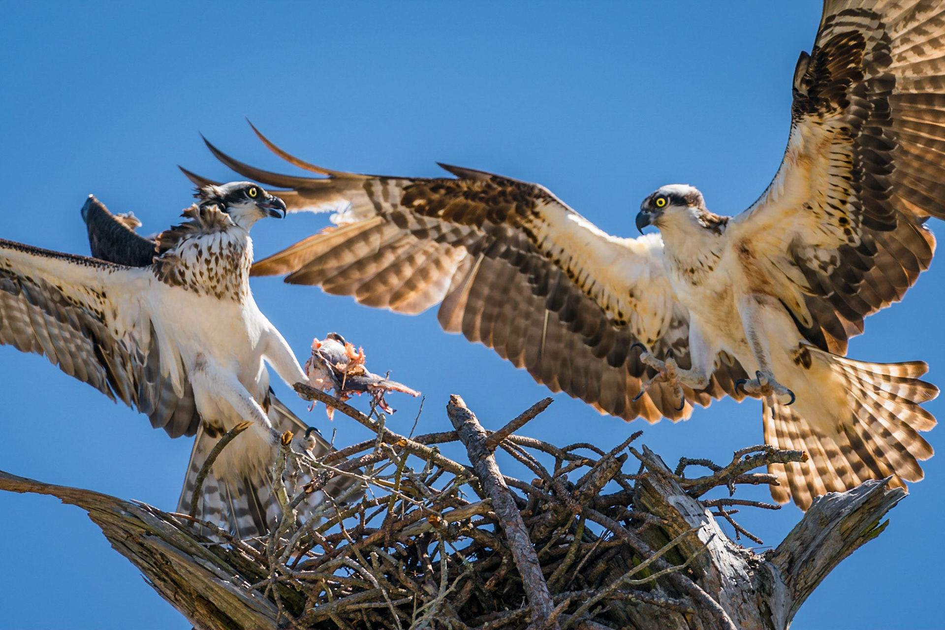 During the moring (3/20/18) while on the grounds of Fort Pickens near Pensacola Beach Florida I photographed these Osprey at their nest.