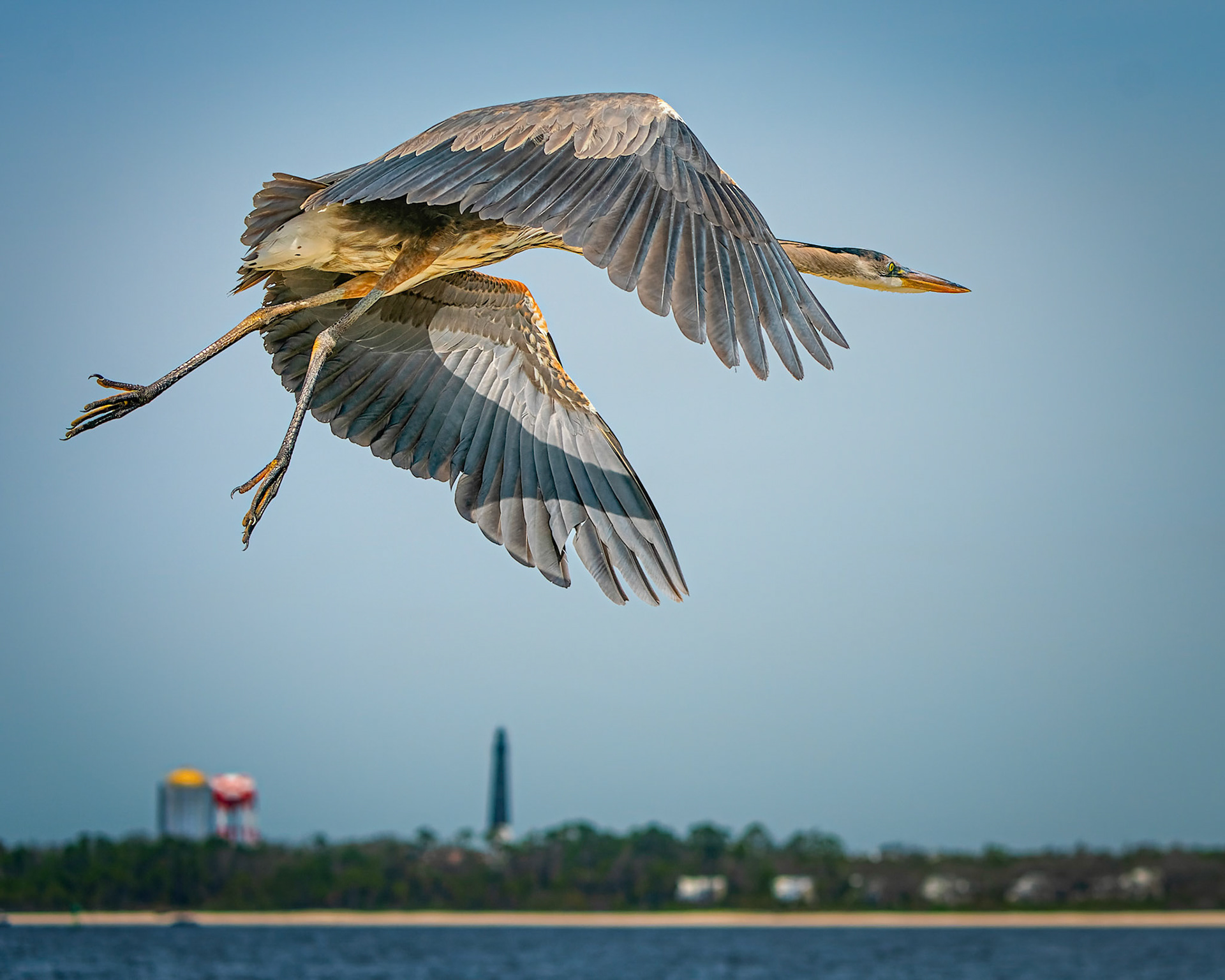 This Great Blue Heron was making its way over the bay near Fort Pickens on the West end of Pensacola Beach Florida.