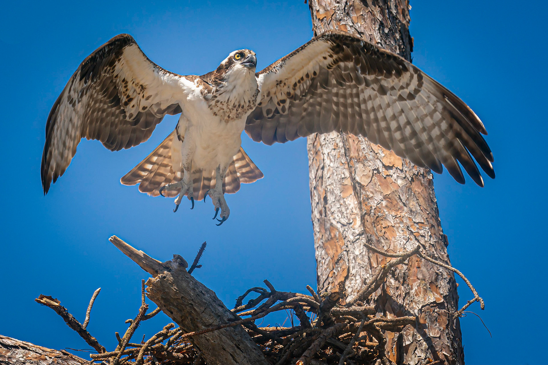 This Osprey was taking off from its nest as I captured this shot earlier this afternoon on the grounds of Fort Pickens on the West end of Pensacola Beach Florida. To capture this shot I used the Sony A9 with the Sony FE 200-600mm F5.6-6.3 G OSS lens. Be safe!