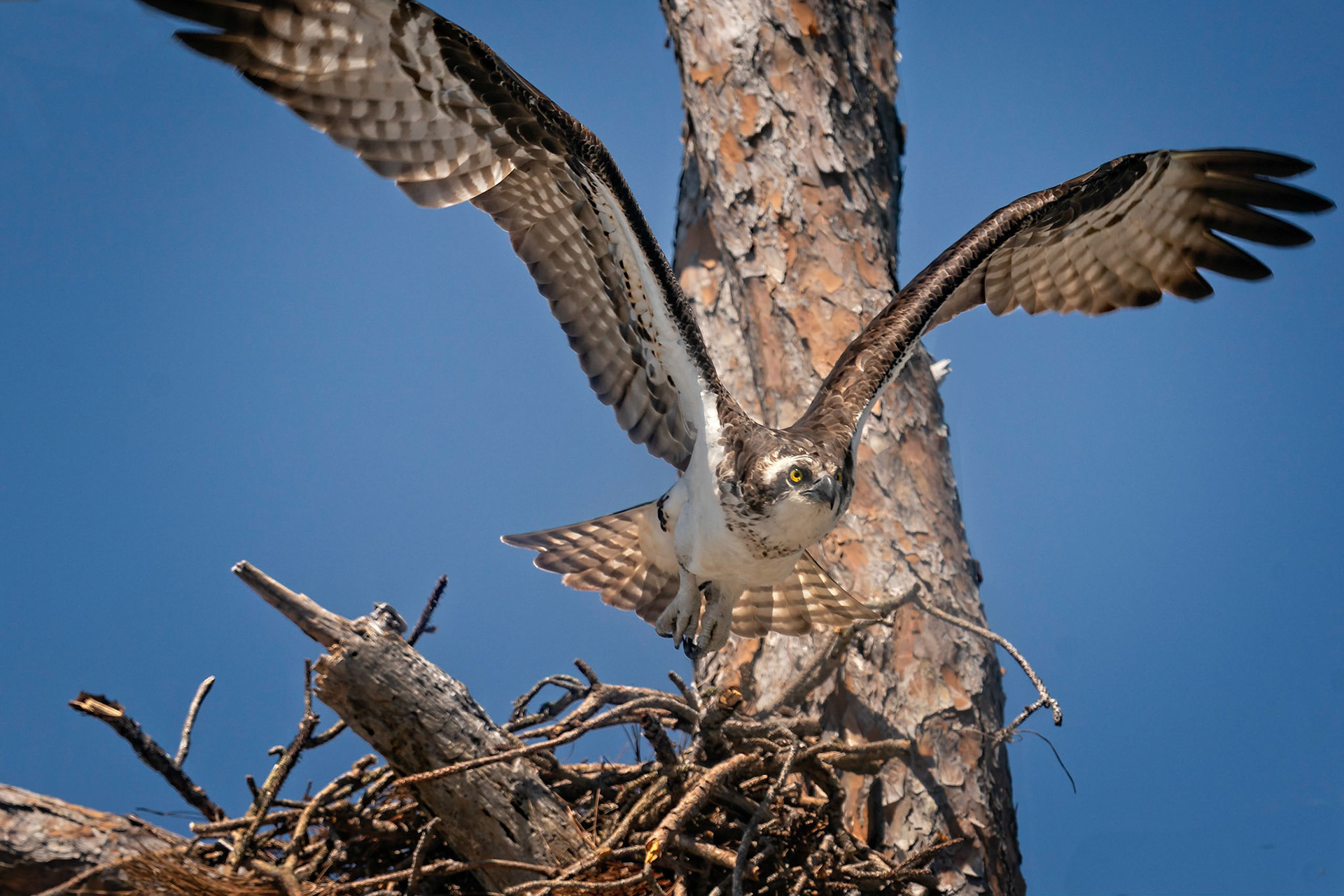 Osprey taking off from its nest on the grounds of Fort Pickens located on the West end of Pensacola Beach Florida. Be safe!