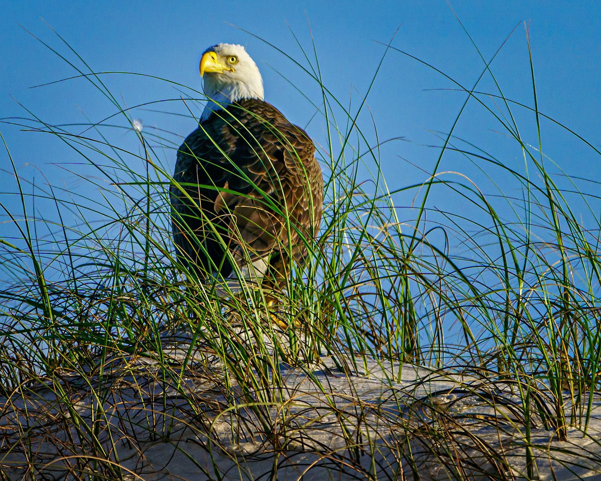 On the way out early this morning (4/13/21) to cover the Blue Angels practice session on the West end of Pensacola Beach Florida near Fort Pickens I came across this Bald Eagle. I have been photographing Ospreys for years near Fort Pickens and this is the first time I have photographed a Bald Eagle. I actually stopped the SUV on the road, grabbed my camera and got the shot. The Eagle was just chilling out on one of the sand-dunes. This is where is pays to have your camera ready to go at all times.