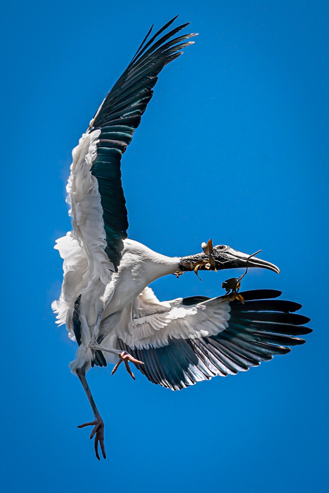 The Wood Stork in flight to its nest on the grounds of the Alligator Farm in St. Augustine, Florida. Captured this shot in late April 2019 using the Sony A9 with the Sony FE 70-200mm F2.8 GM lens along with the 1.4X teleconverter handheld.