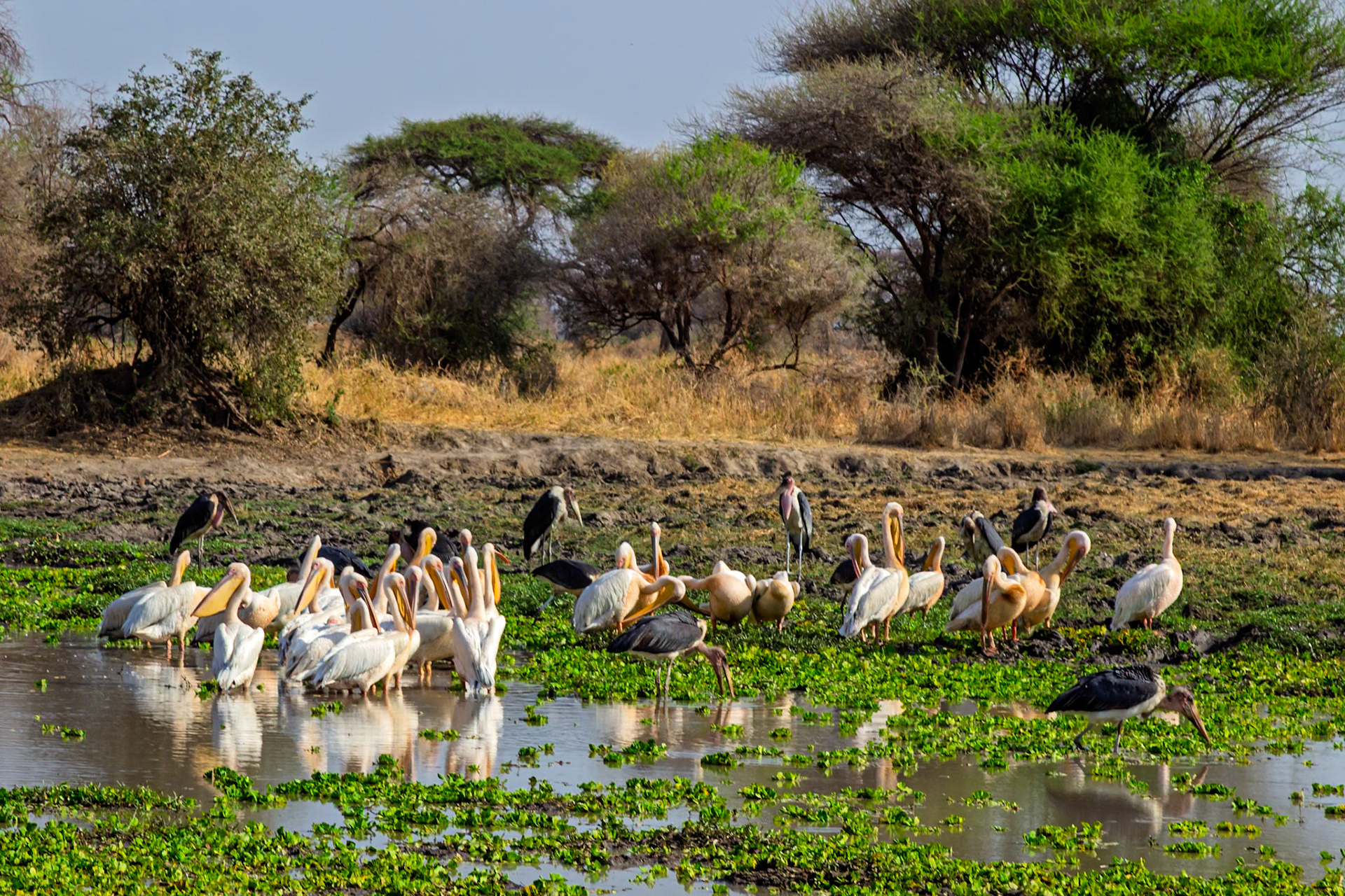 A flock of pelicans and marabou storks gather at a watering hole in Tarangire National Park, Tanzania, seeking refreshment and sustenance.