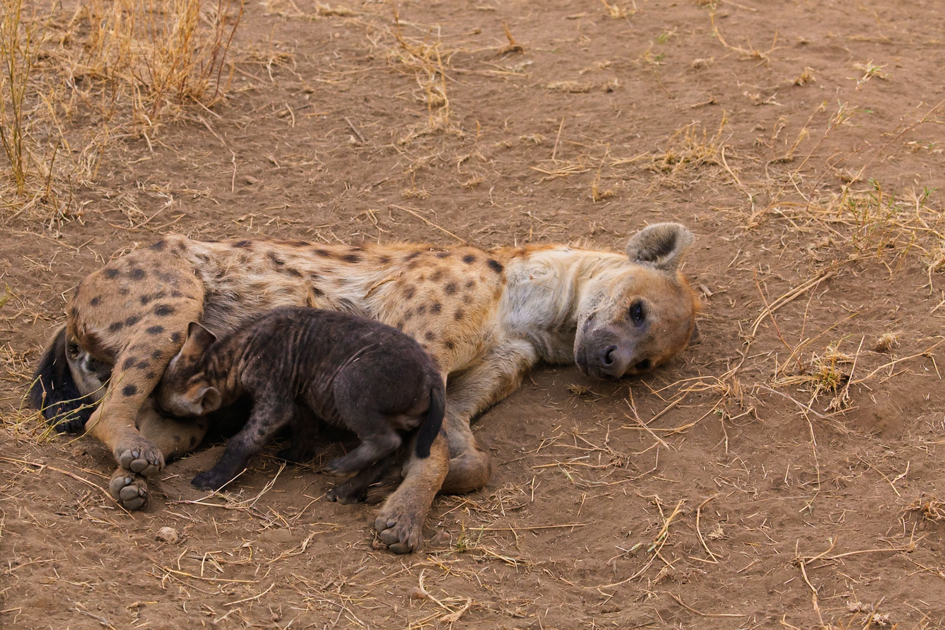 A spotted hyena rests as its cub nurses in Tanzania's Serengeti National Park. The cub needs nourishment for growth.