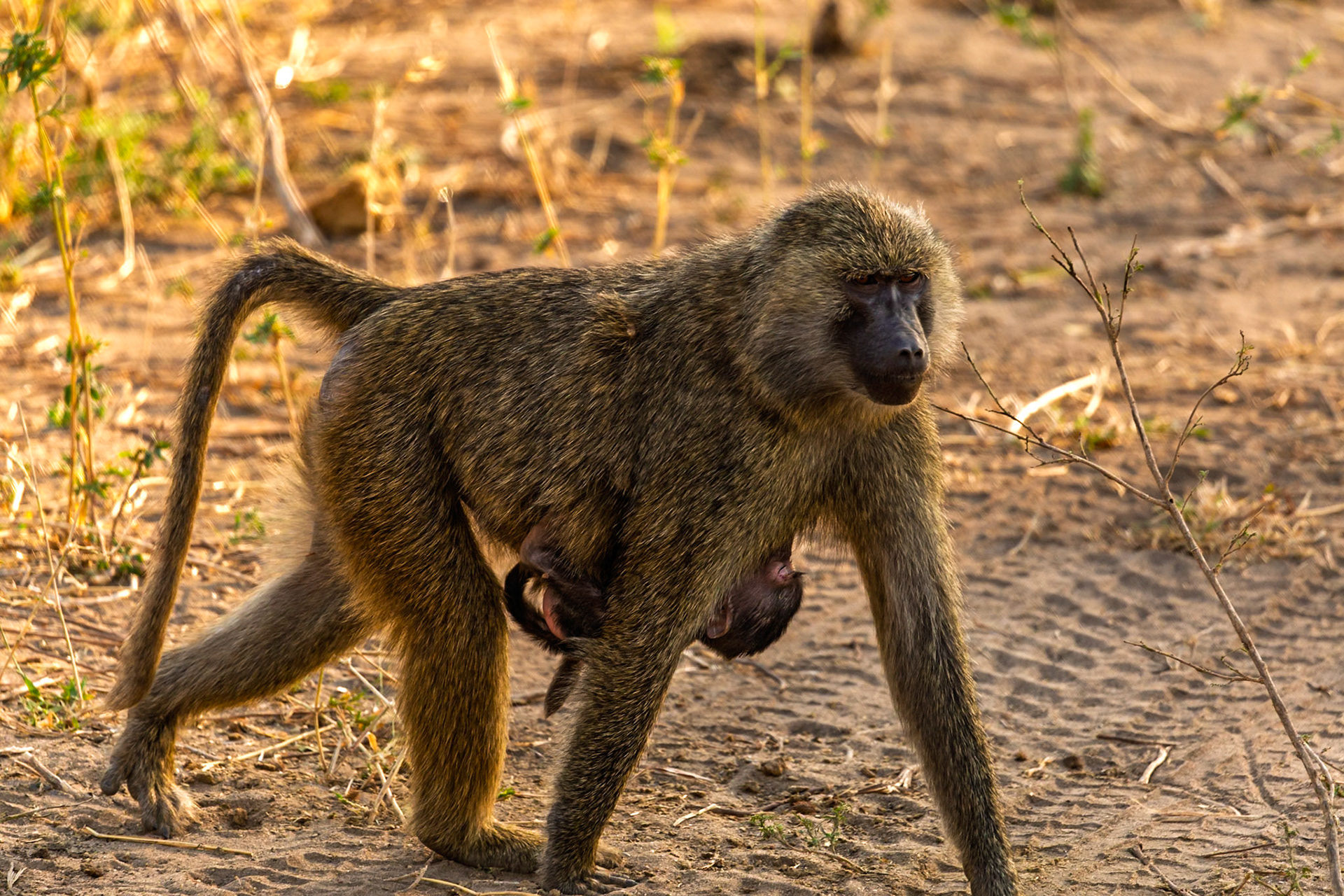 A baboon mother carries her baby in Tarangire National Park, Tanzania, ensuring its safety and nourishment.