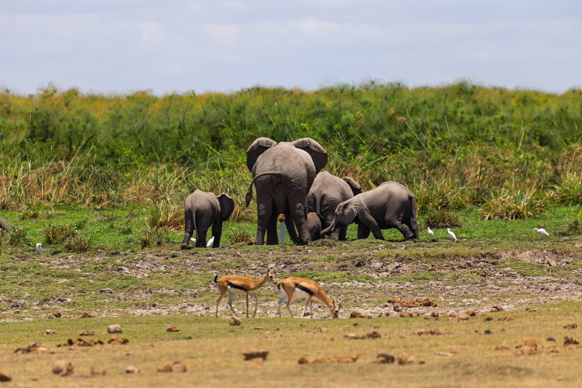 A family of elephants grazes in Amboseli National Park, Kenya, while two gazelles graze in the foreground.