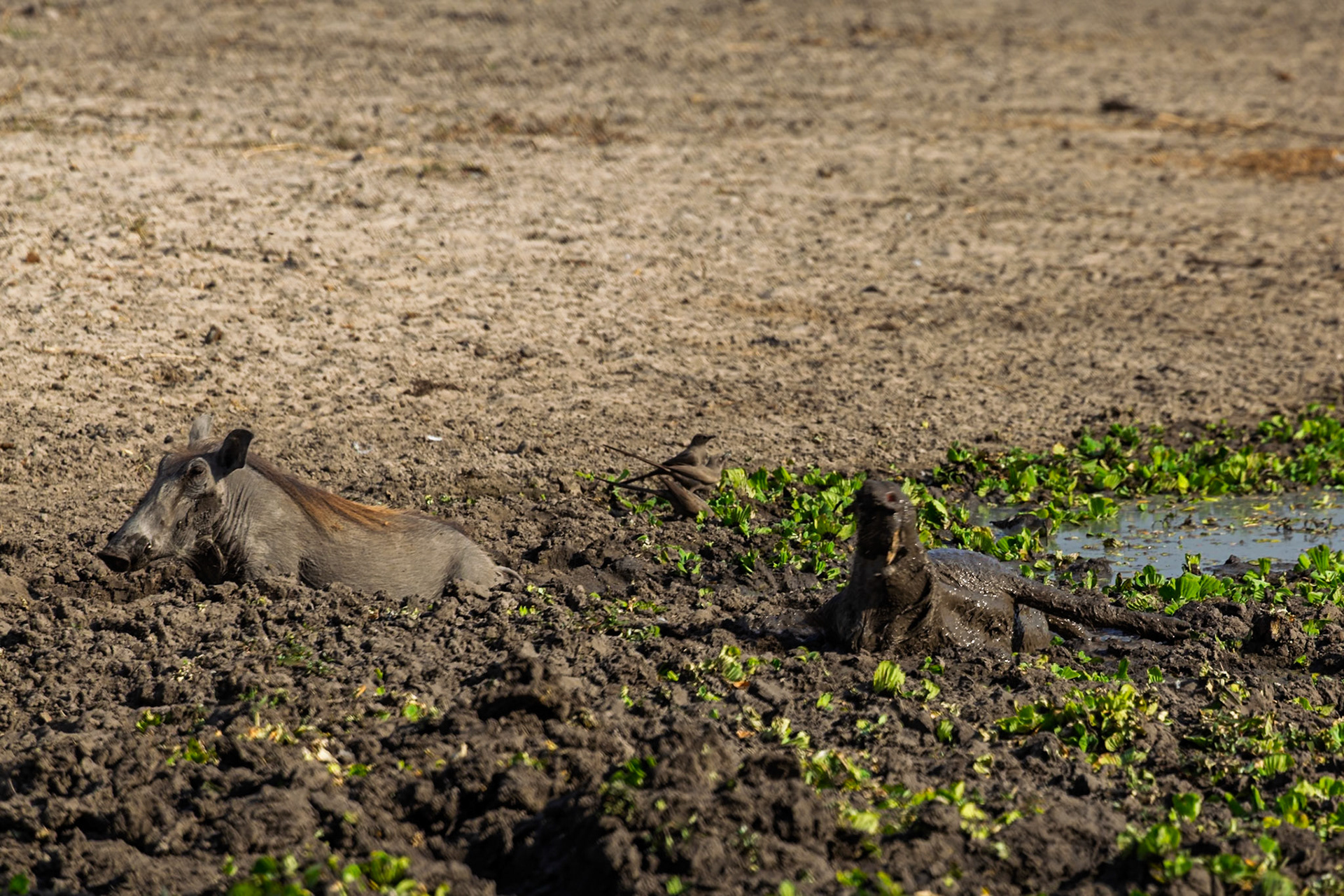 Two warthogs wallow in the mud in Tarangire National Park, Tanzania, likely to cool off and rid themselves of parasites.