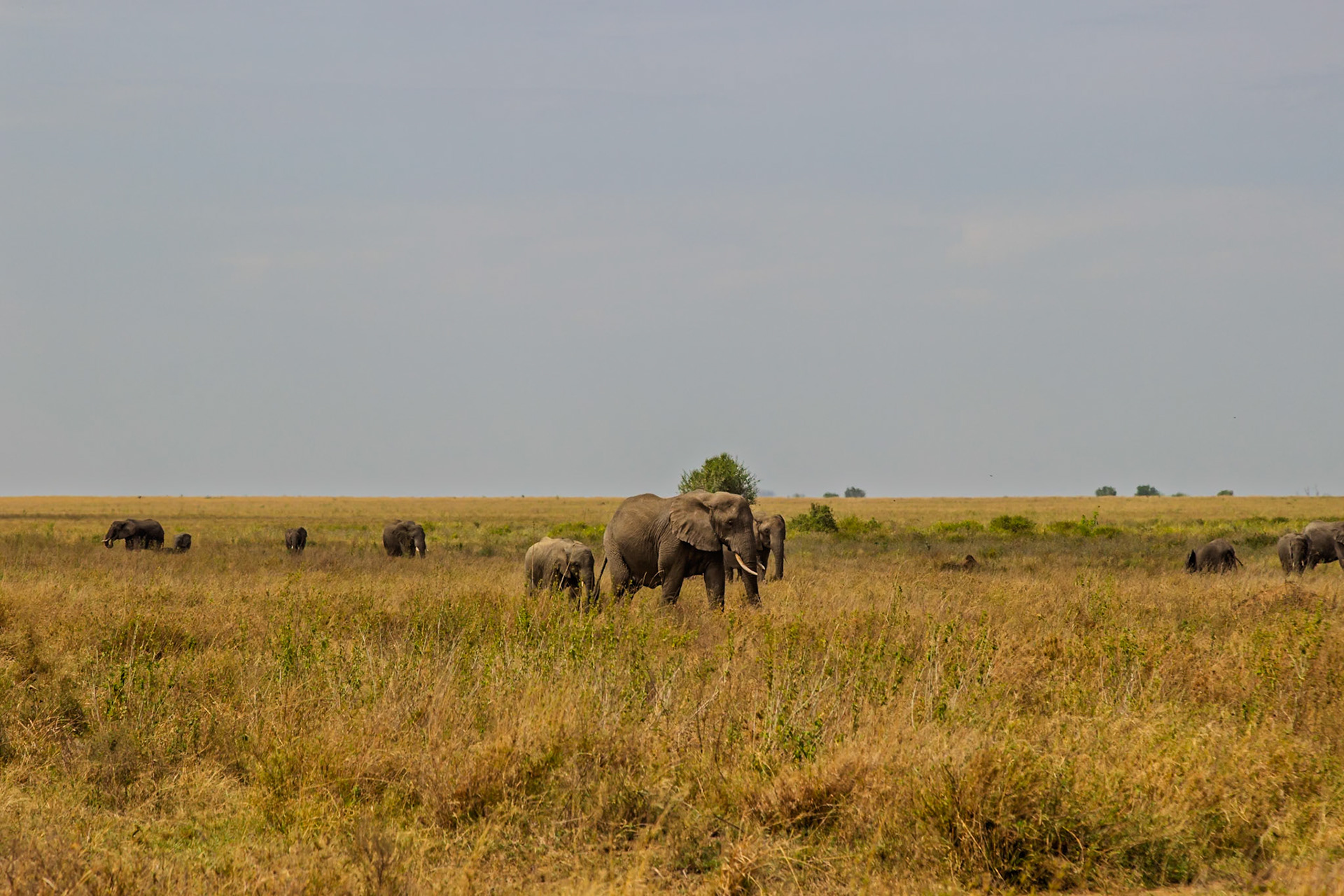 A family of elephants graze in the Serengeti National Park, Tanzania, seeking sustenance in the golden grasslands.