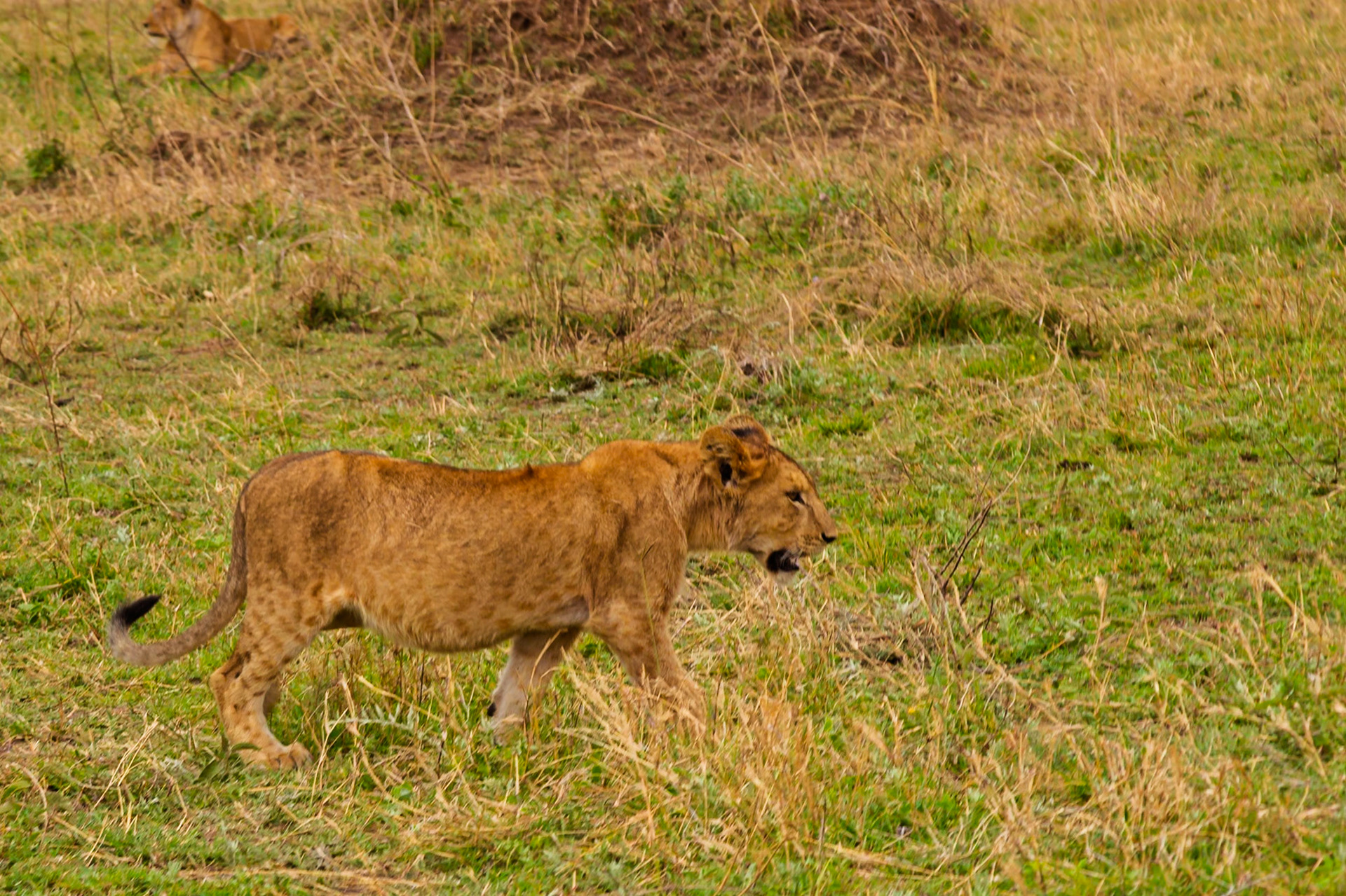 A lion cub walks through the tall grass in Serengeti National Park, Tanzania, likely searching for its pride.
