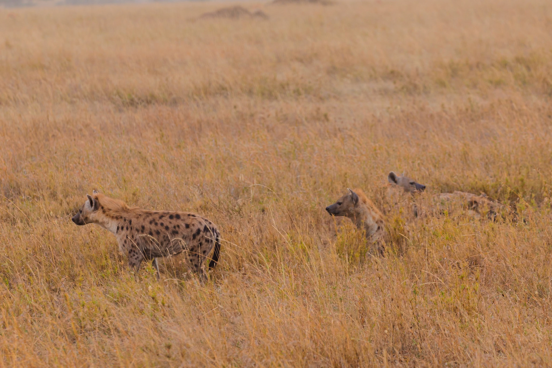 A clan of spotted hyenas are on the prowl in the Serengeti National Park, Tanzania, searching for their next meal.
