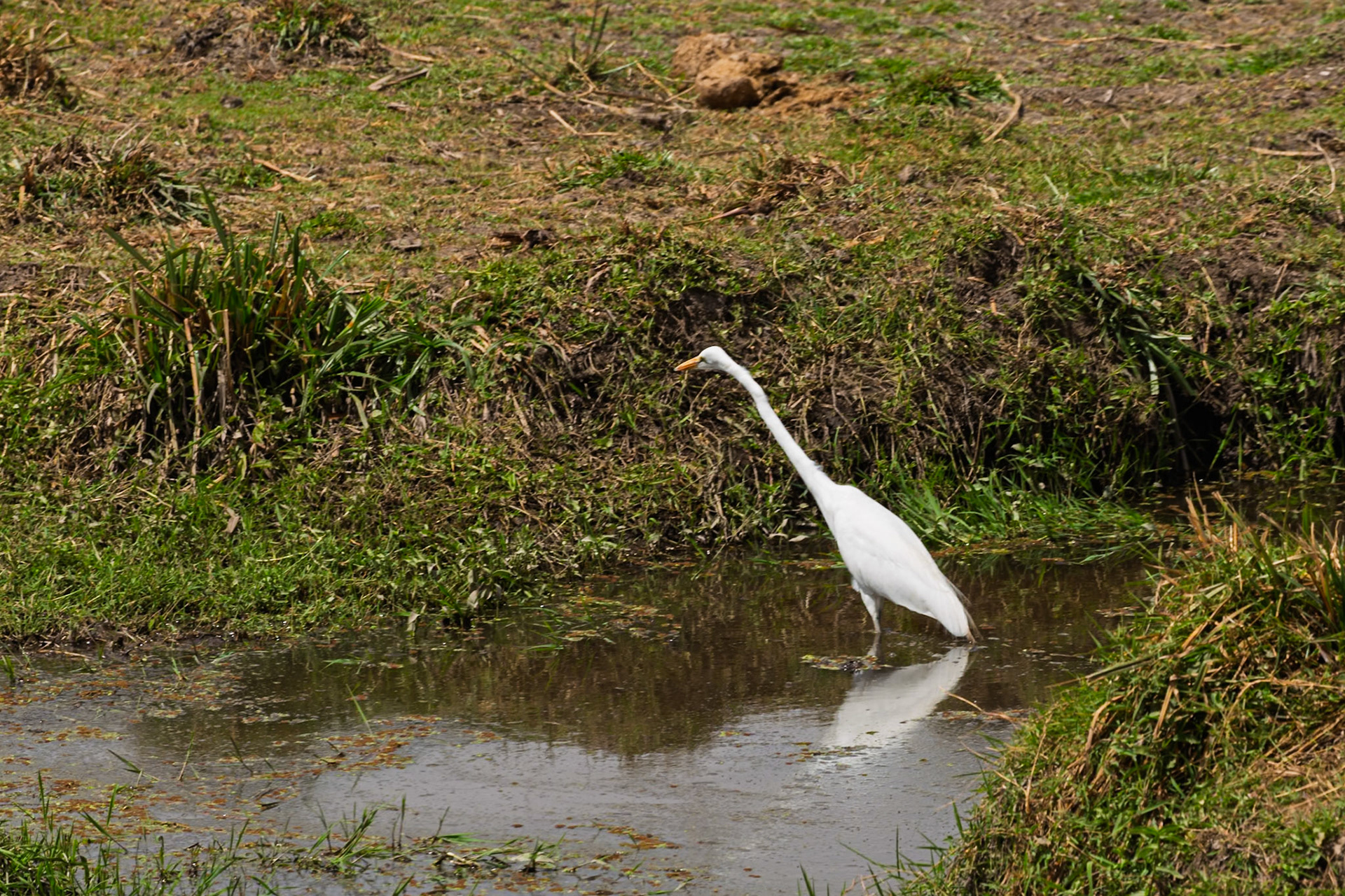An egret wades in a stream at Amboseli National Park, Kenya, searching for food.