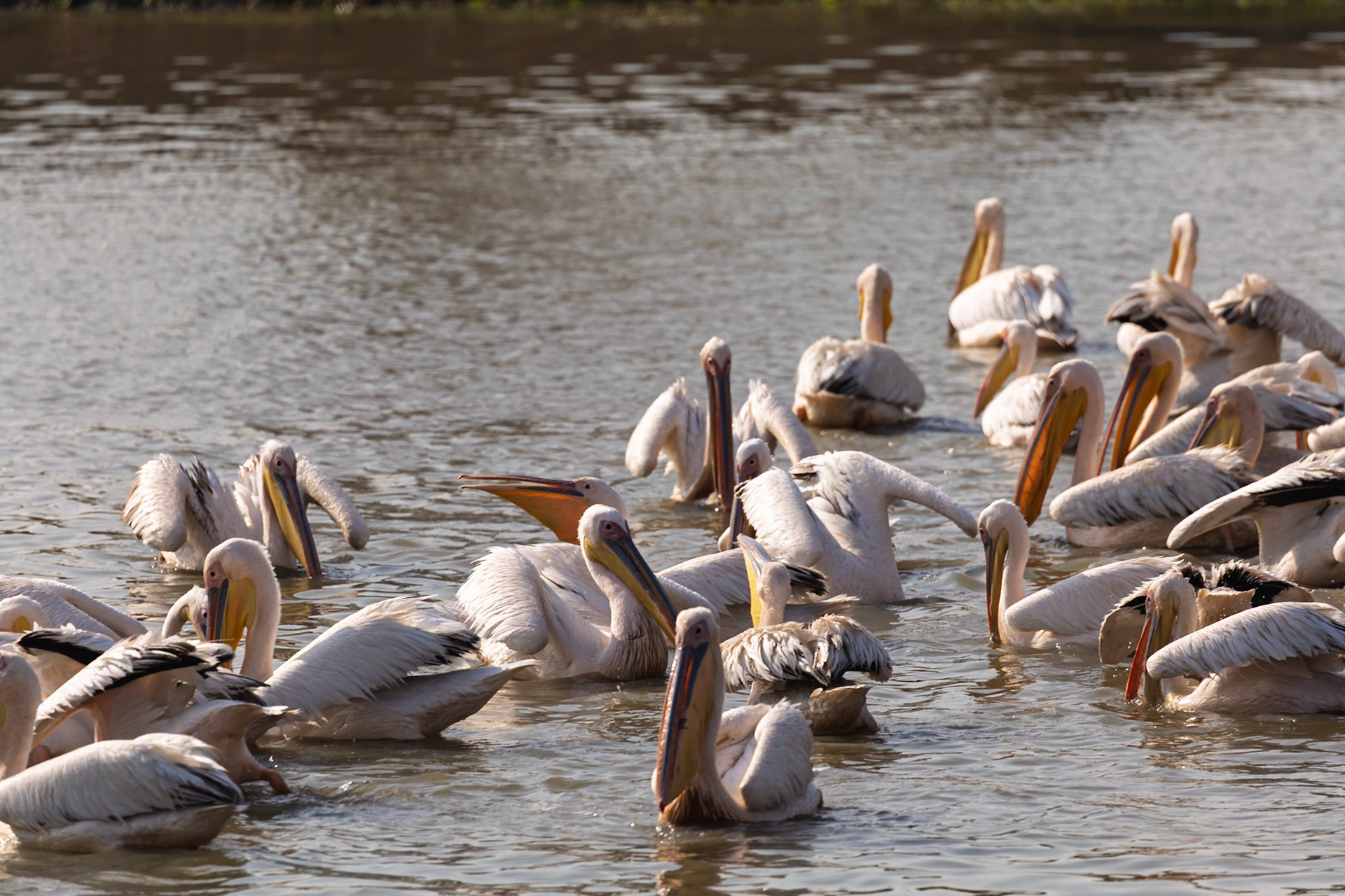 A flock of pelicans actively feeds and preens in the waters of Tarangire National Park, Tanzania, enjoying the abundant resources.