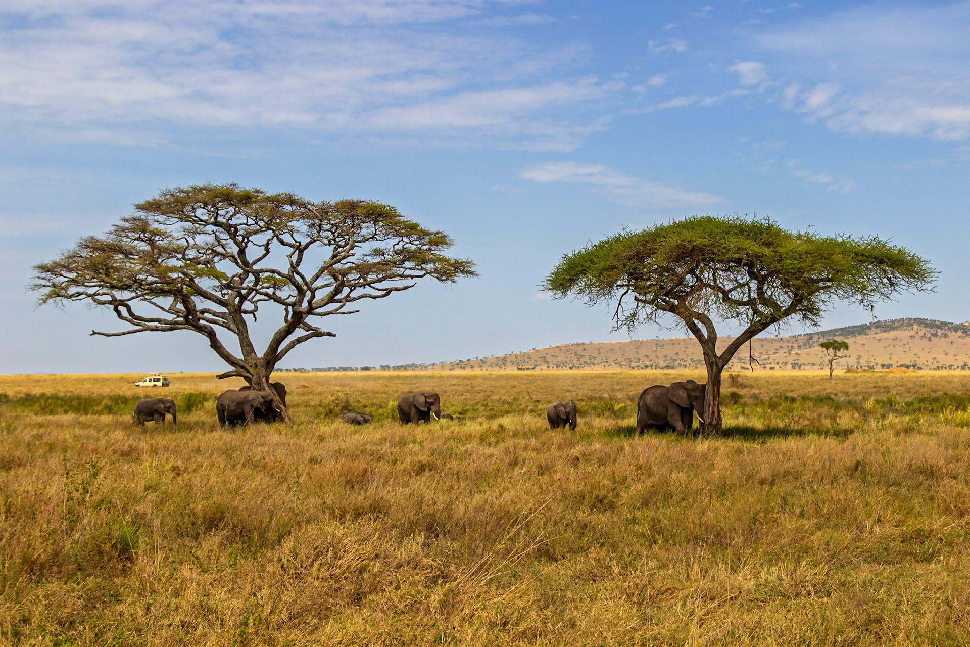 A family of elephants seeks shade under acacia trees in Tanzania's Serengeti National Park, escaping the sun's heat.