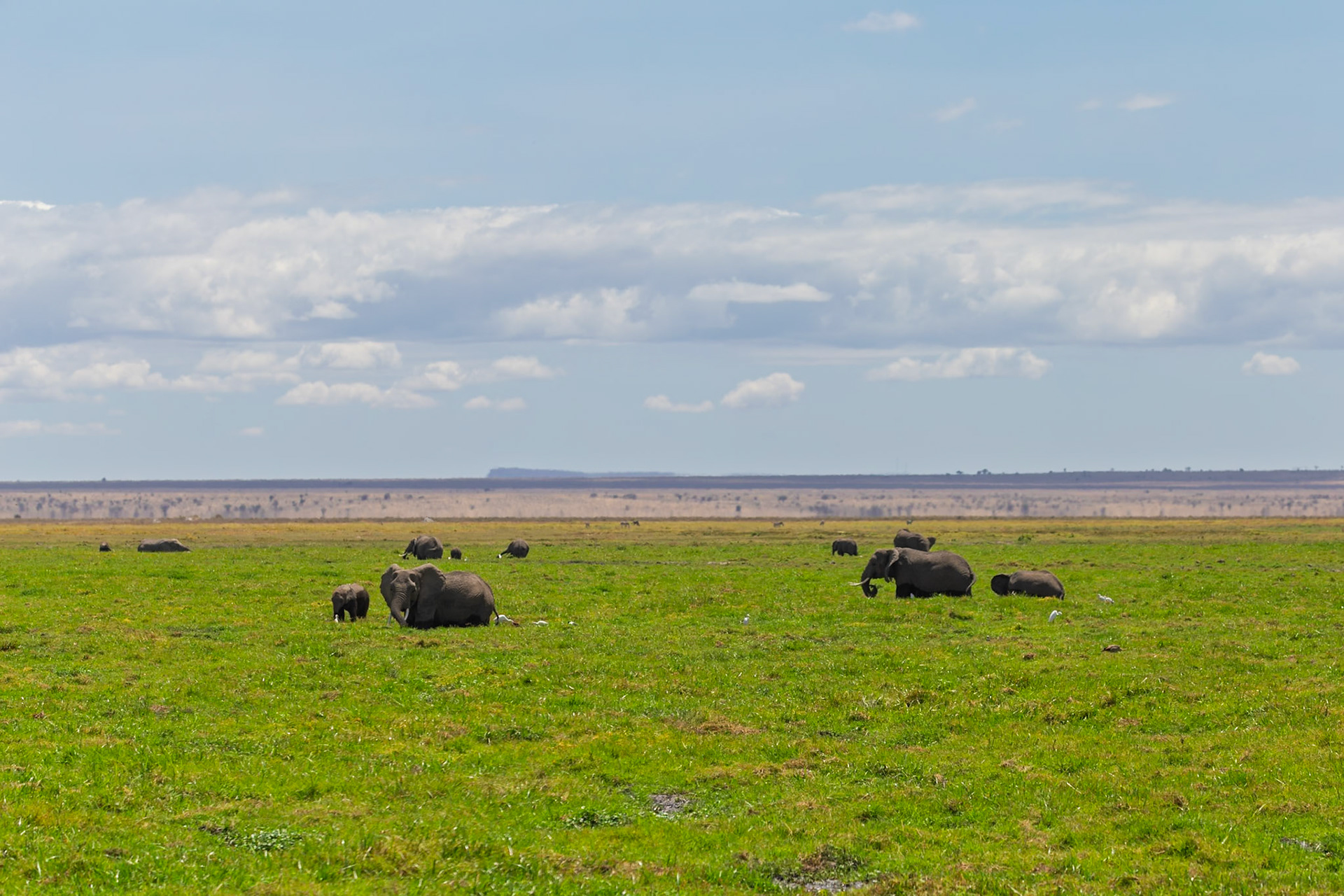 Elephants graze in Amboseli National Park, Kenya. They are eating and resting in the green grass.