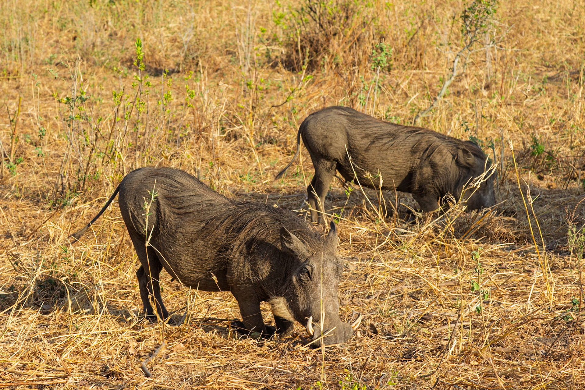 Two warthogs forage for food in the dry grasslands of Tarangire National Park, Tanzania.