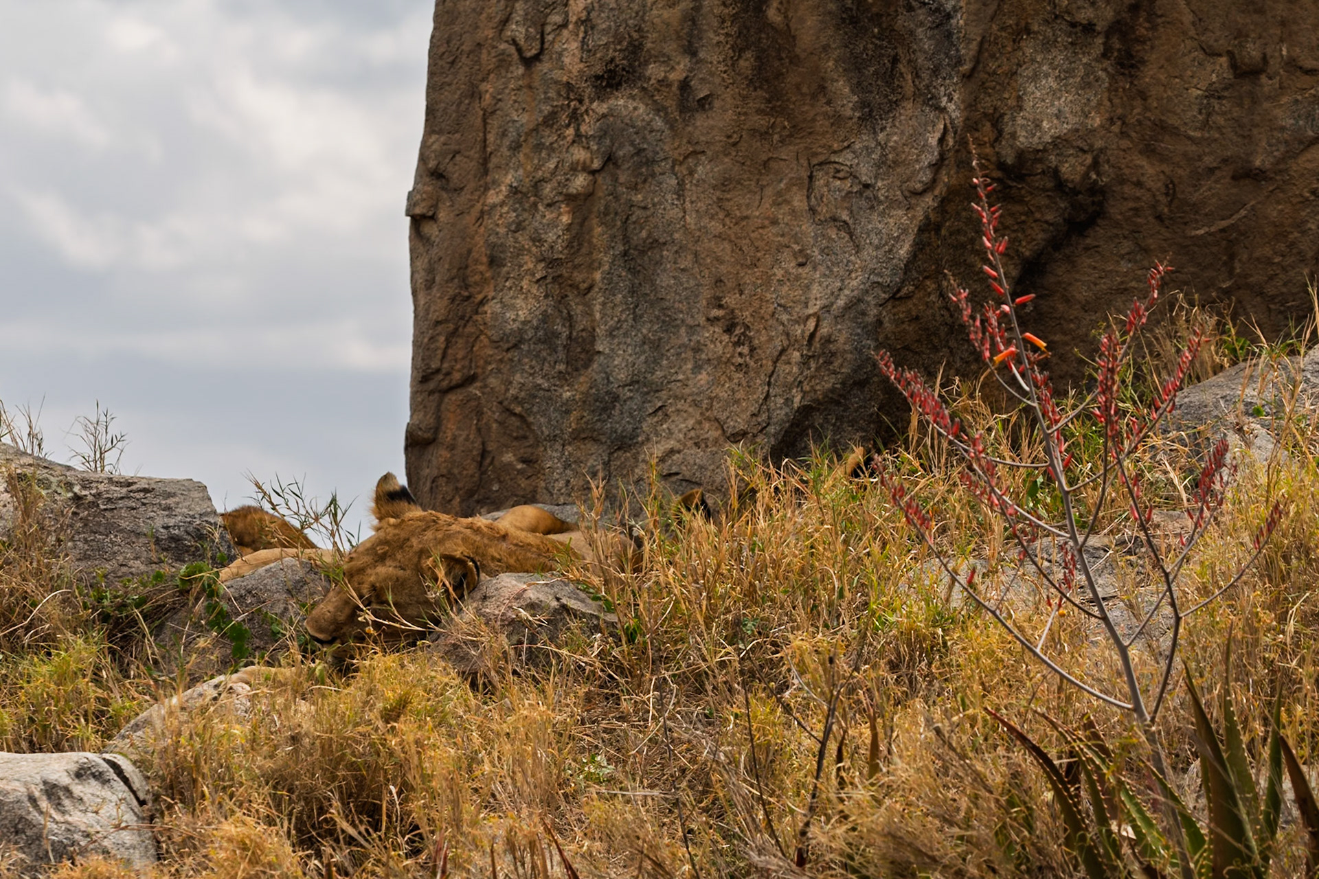 Lions rest on rocks in Serengeti National Park, Tanzania. They are likely resting to conserve energy during the heat of the day.