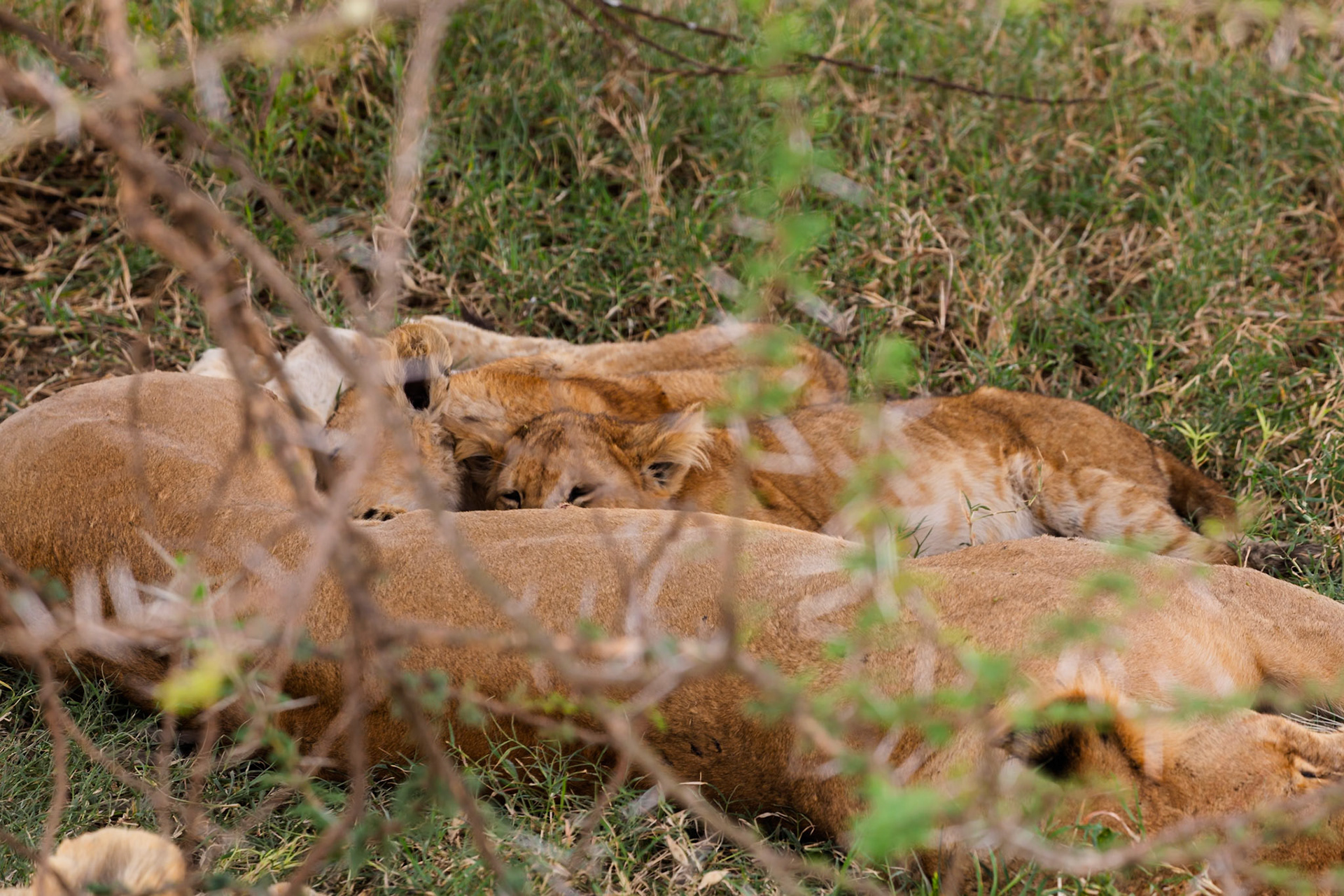 Lion cubs are resting with their mother in Serengeti National Park, Tanzania. They are sleeping to conserve energy.