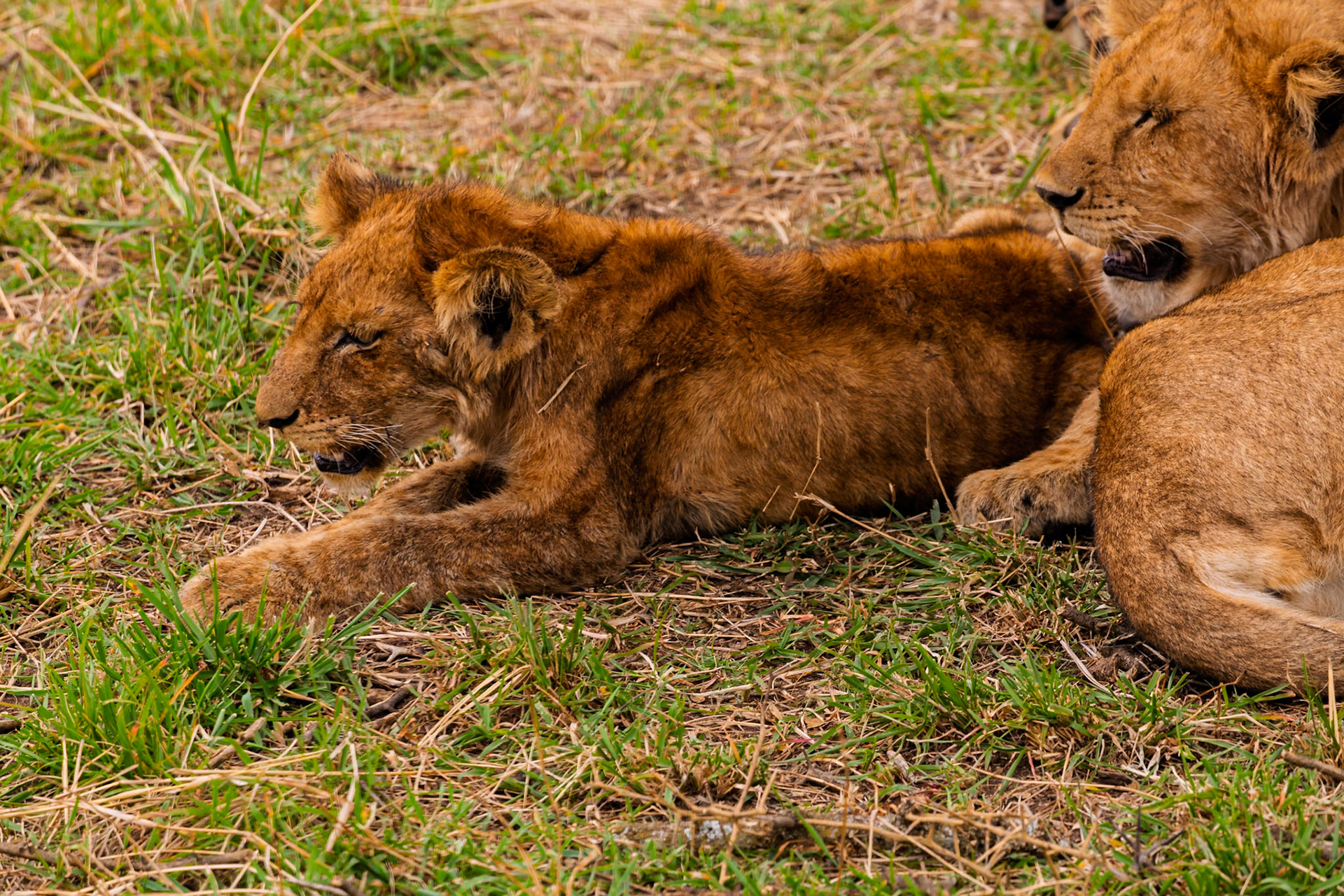 Lion cubs rest in Serengeti National Park, Tanzania. The cubs are likely resting to conserve energy for future activities.