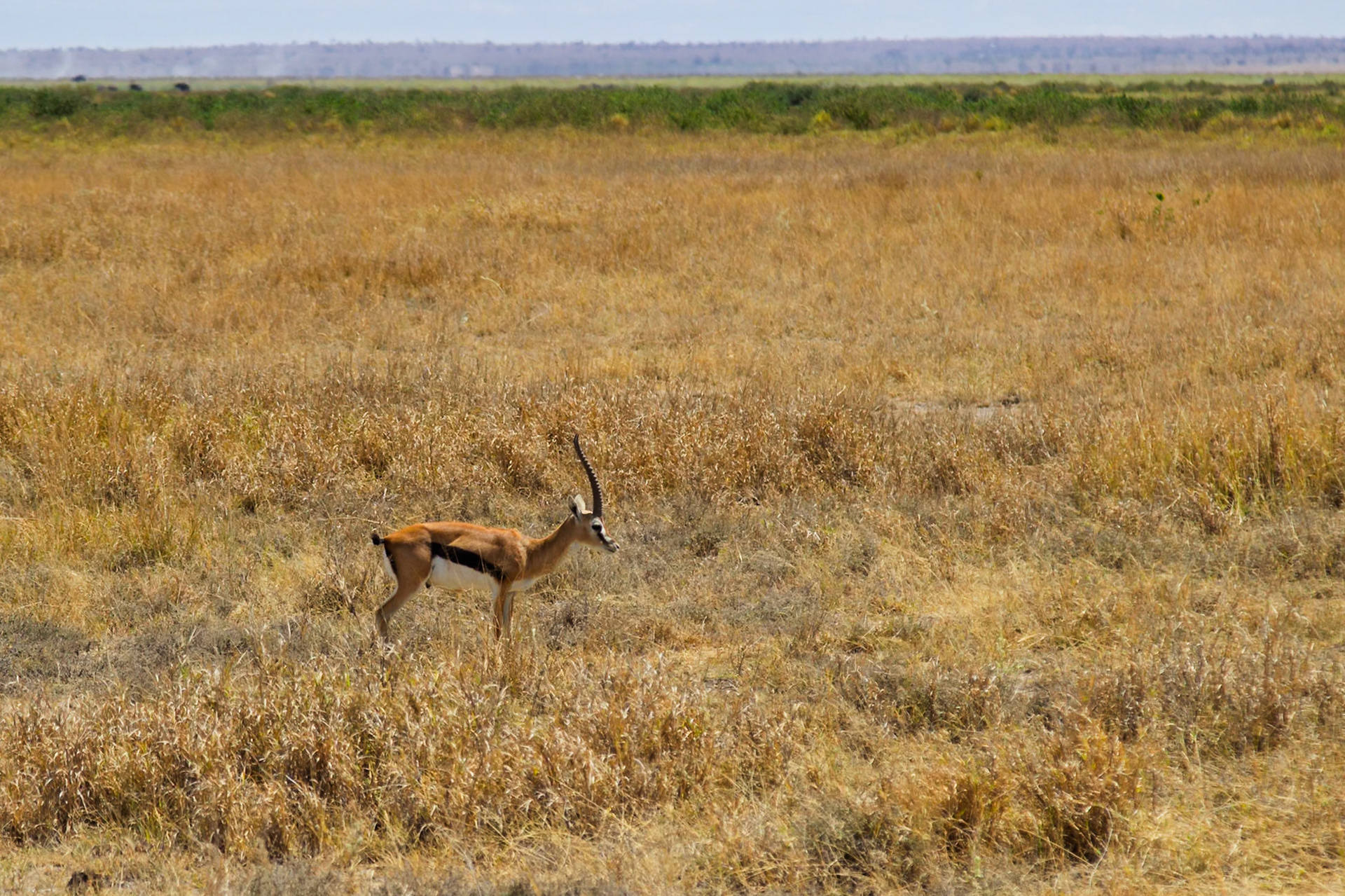 A Thomson's gazelle stands alert in the tall, dry grasses of Kenya's Amboseli National Park, scanning the horizon.