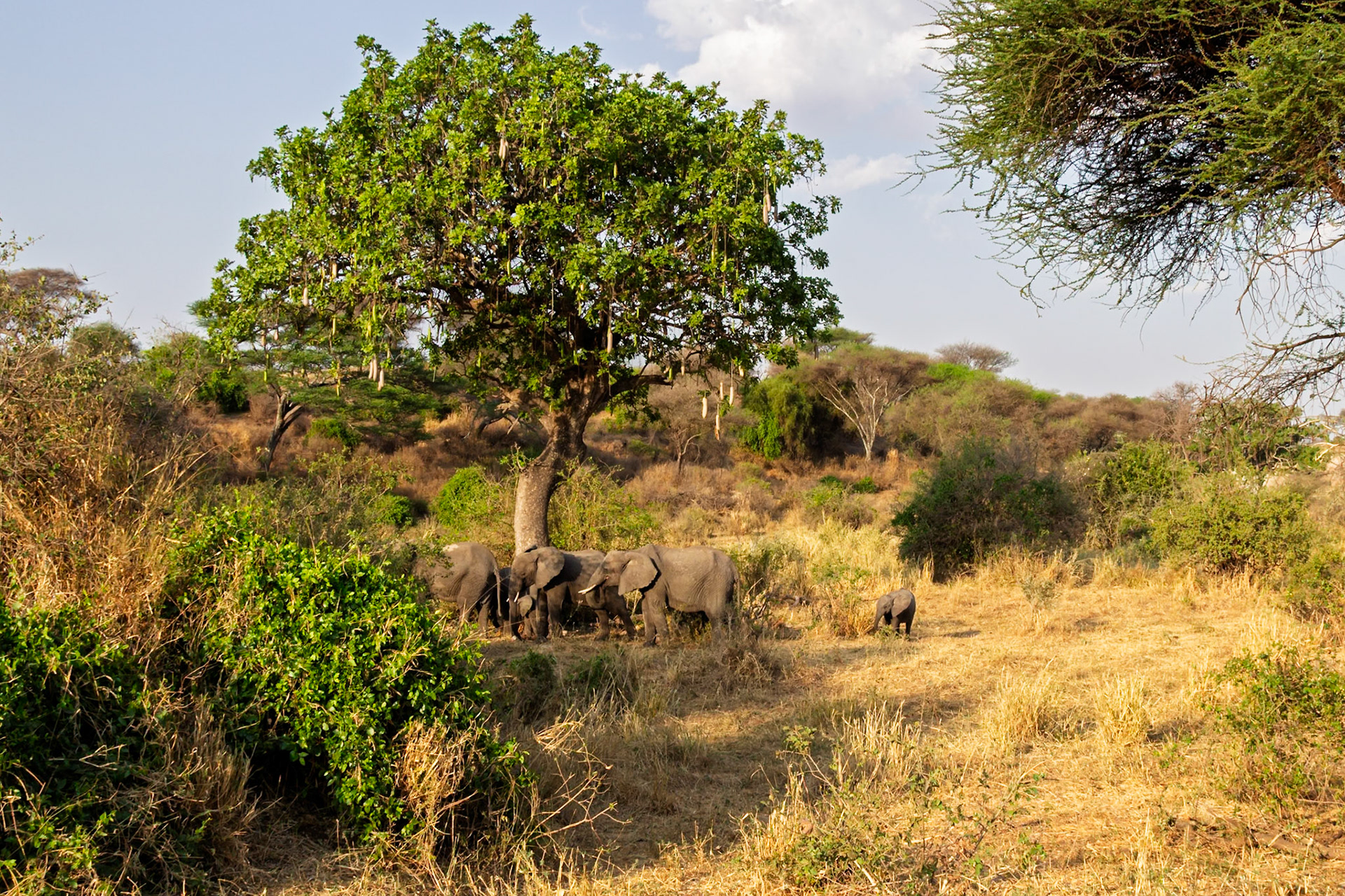 A family of African elephants, including calves, gathers under a Sausage Tree in Tarangire National Park, Tanzania, for shade and food.