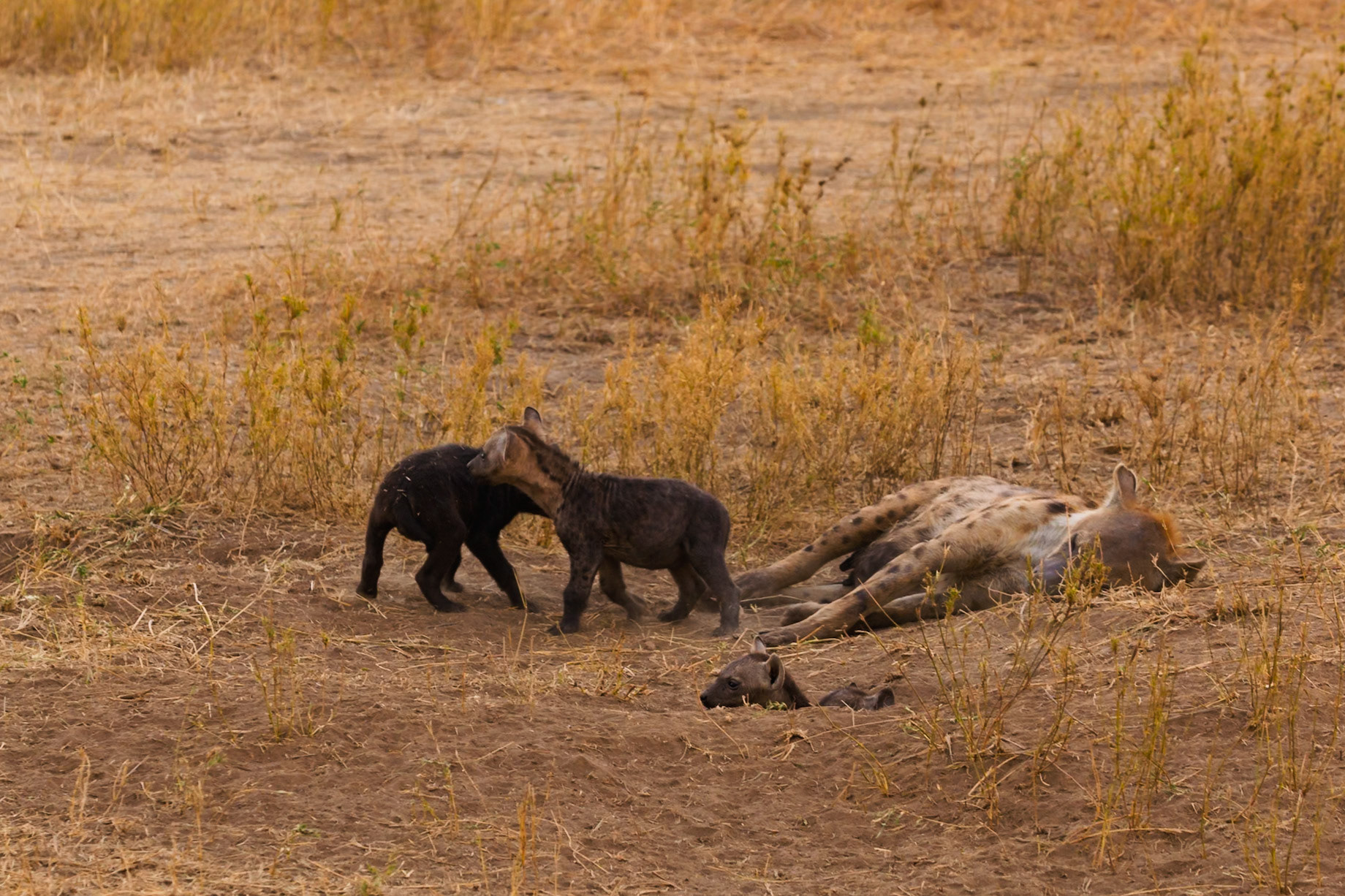 Hyena cubs play near their den in Tanzania's Serengeti National Park, while their mother rests nearby.
