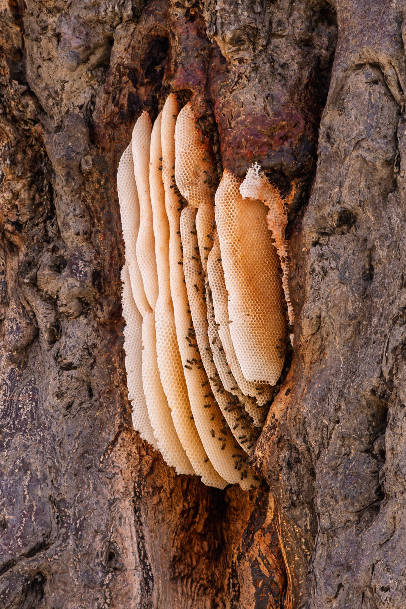 Bees build a honeycomb in a tree in Tarangire National Park, Tanzania, to create a hive for their colony and store honey.