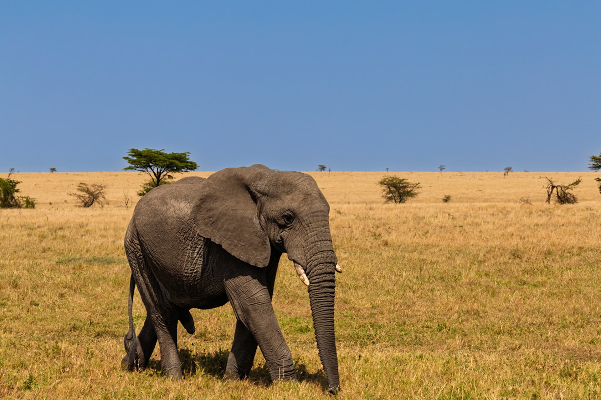 An elephant walks through the Serengeti National Park in Tanzania, likely searching for food or water.