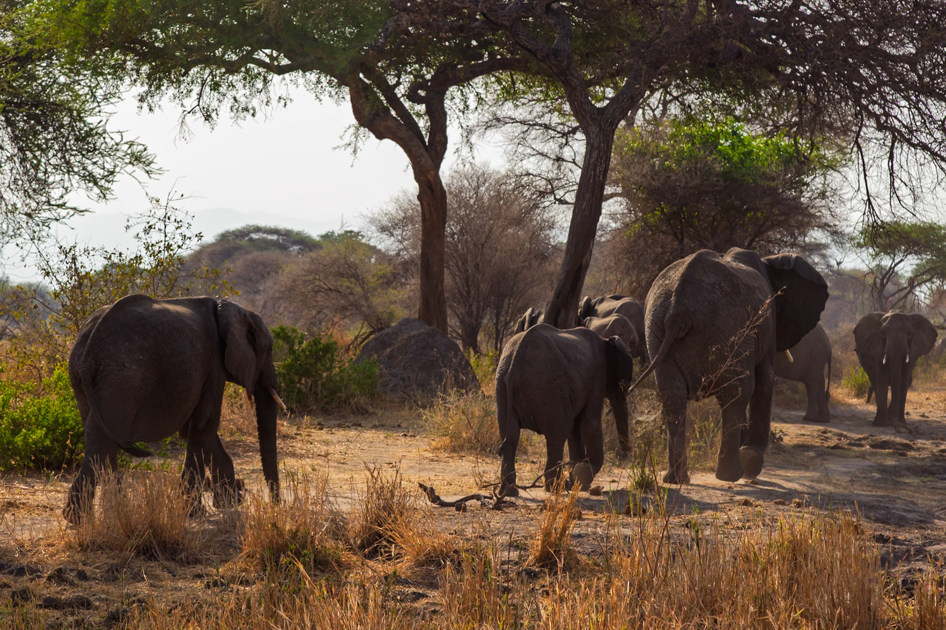 A herd of elephants walks through Tarangire National Park, Tanzania, seeking food and water in their natural habitat.
